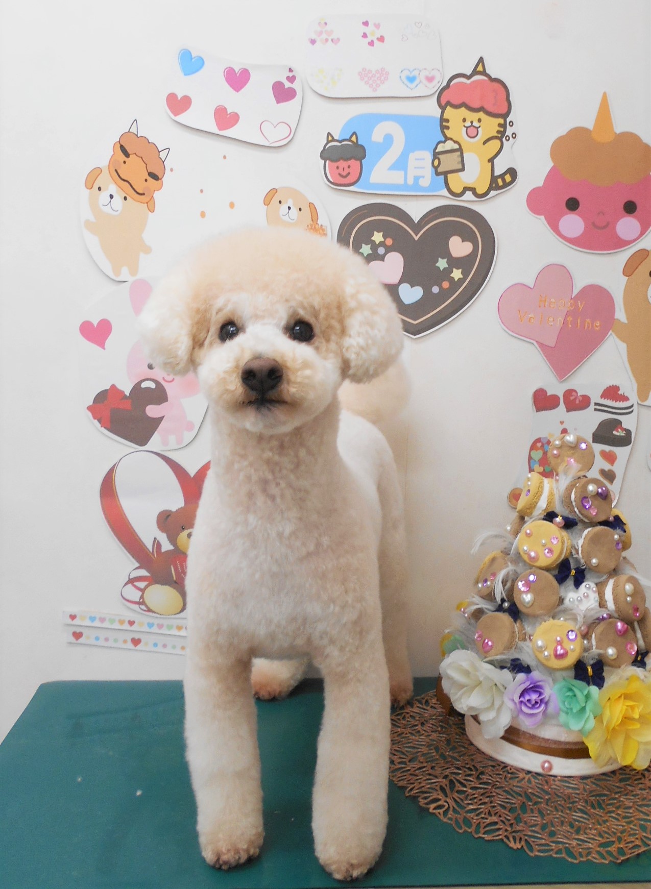 トイプードルのトリミングカット シュシュどうぶつ病院の1枚目