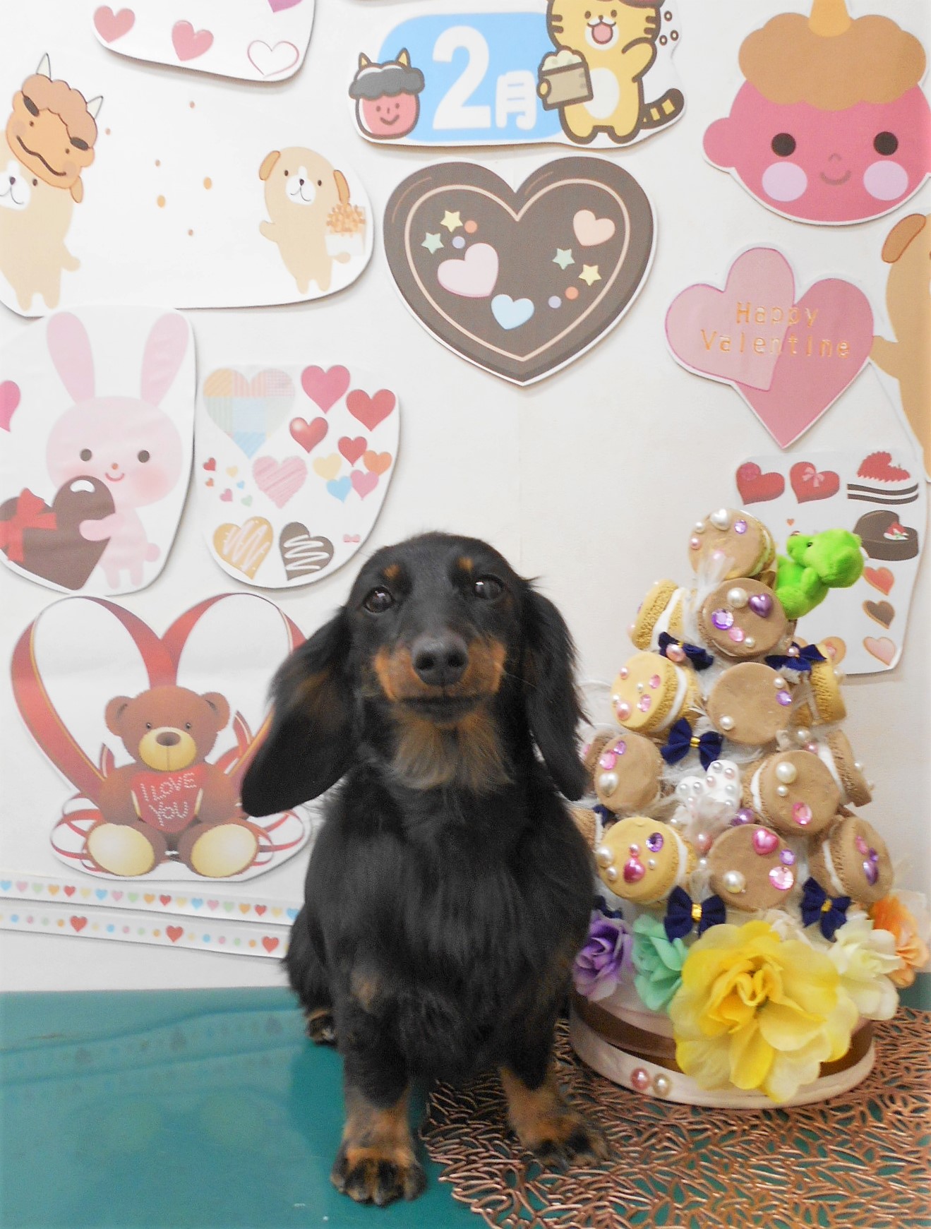 ミニチュアダックスフンドのトリミングカット シュシュどうぶつ病院の1枚目