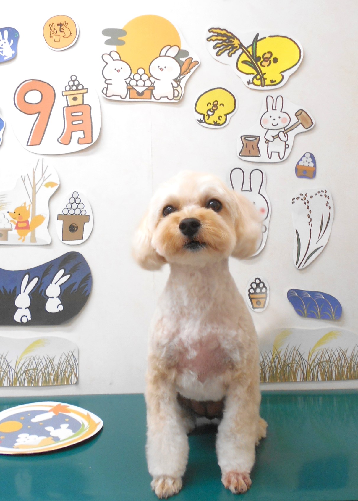 ミックス犬(その他)のトリミングカット シュシュどうぶつ病院の1枚目