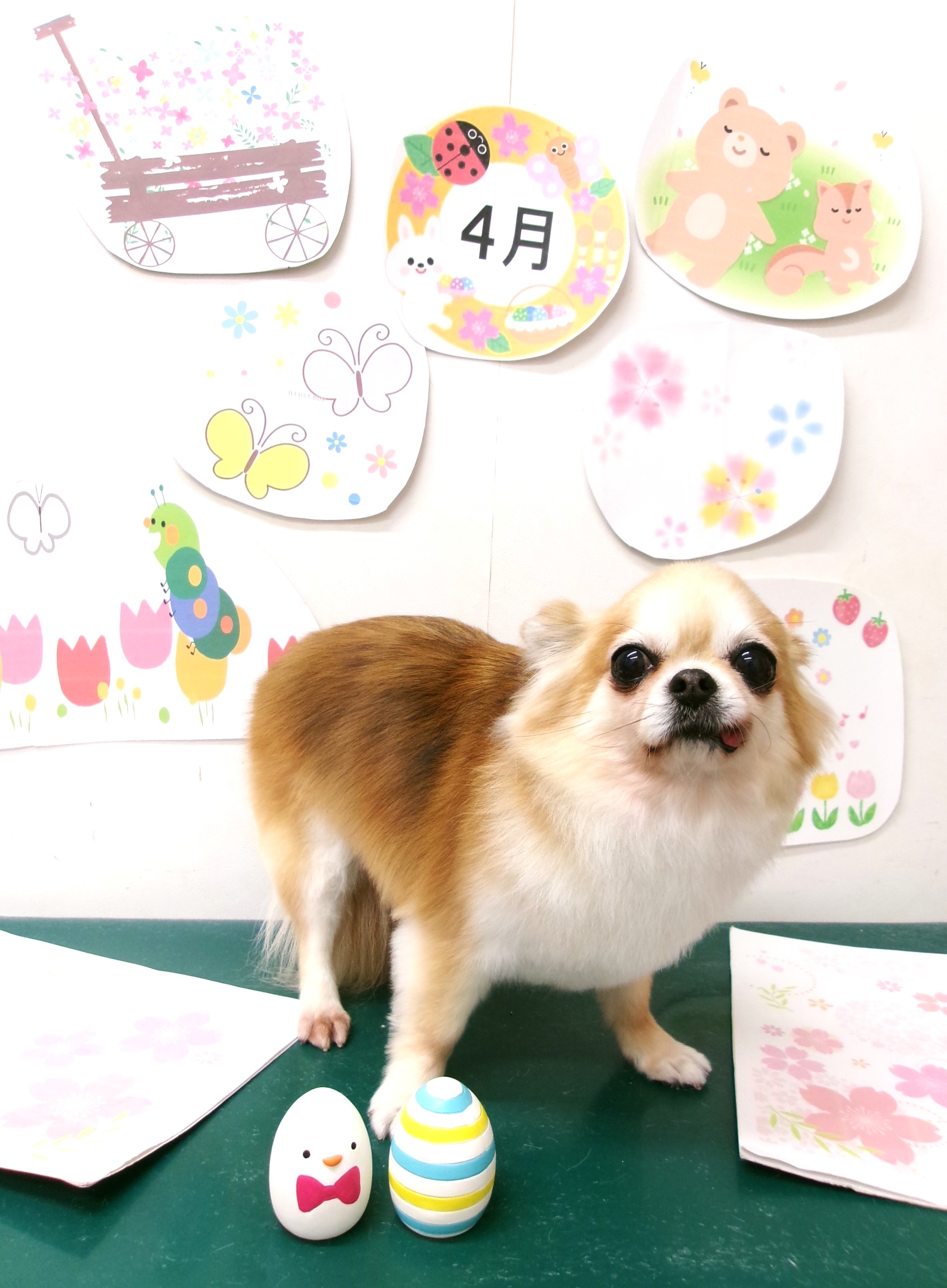 トリミングサロン シュシュどうぶつ病院のトリミングカット-9956の1枚目