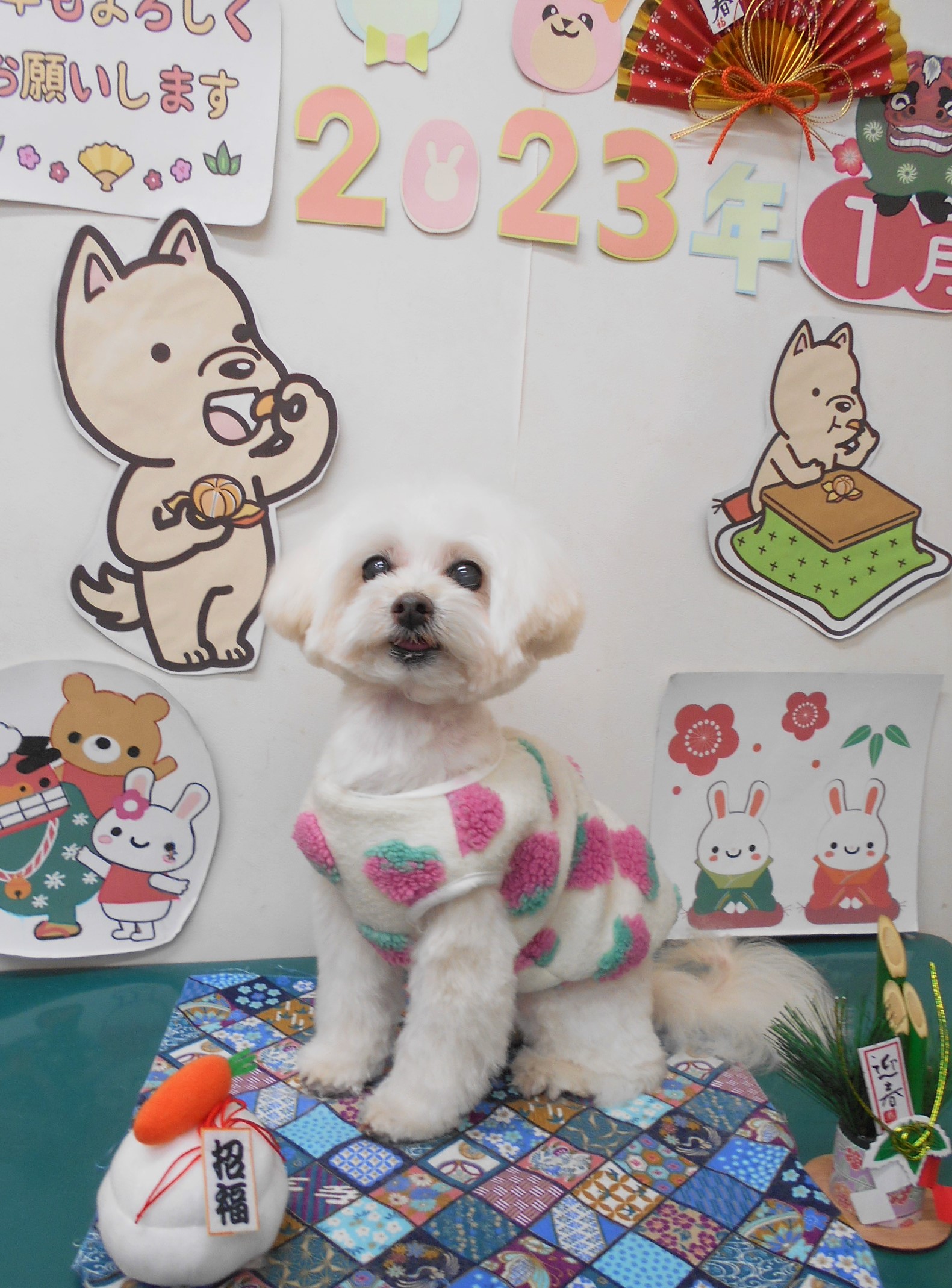 ミックス犬(その他)のトリミングカット シュシュどうぶつ病院の1枚目