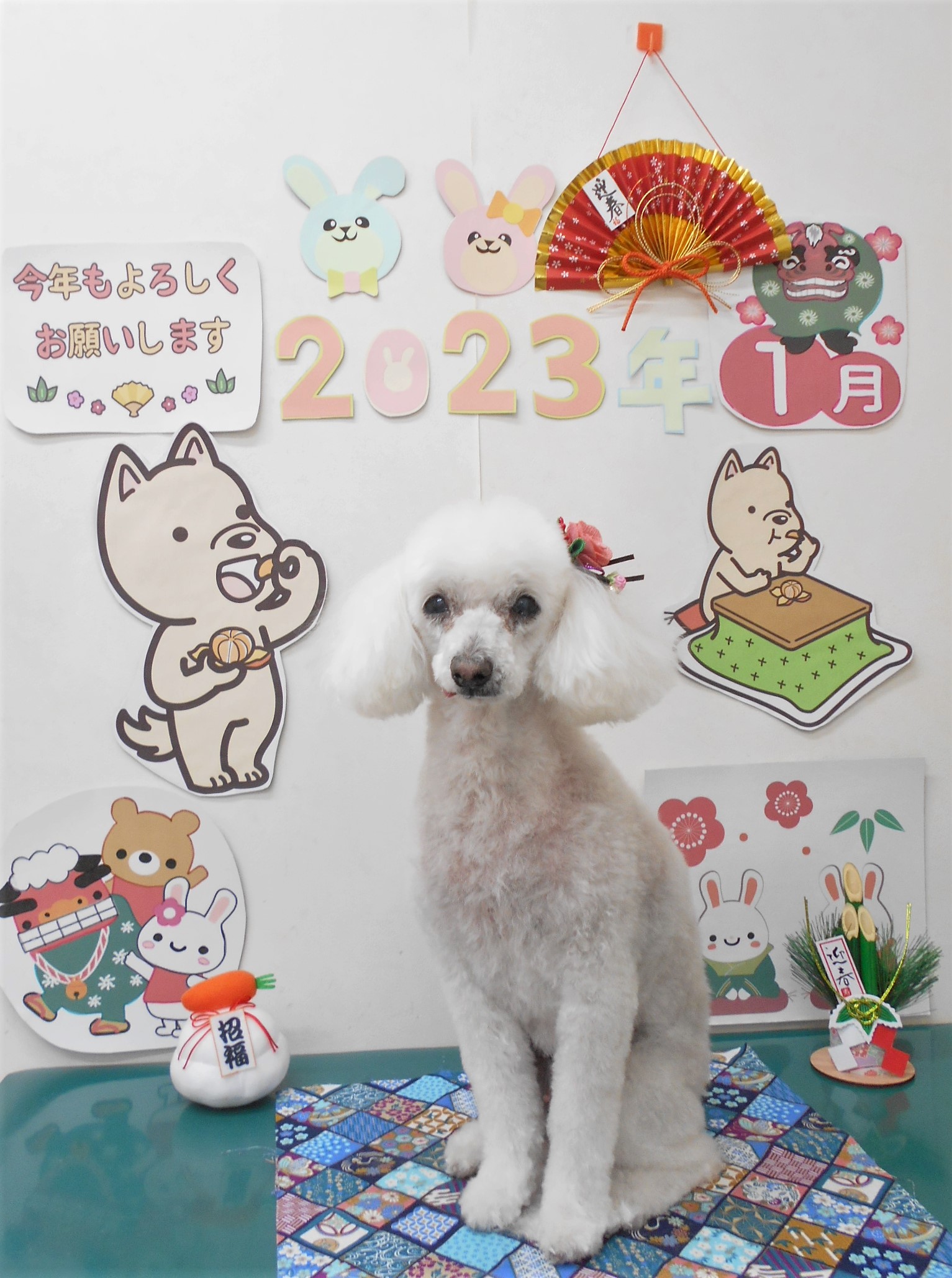 トイプードルのトリミングカット シュシュどうぶつ病院の1枚目