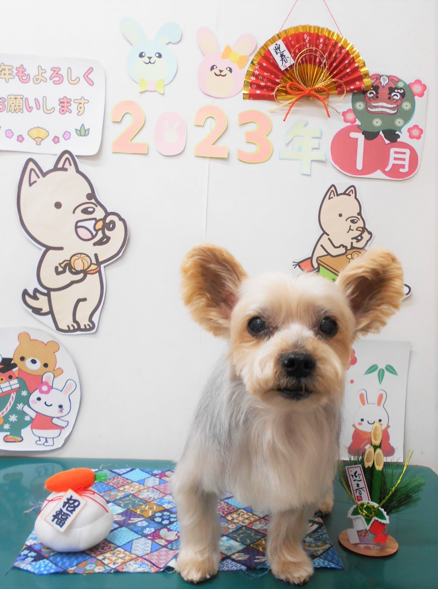 ヨークシャーテリアのトリミングカット シュシュどうぶつ病院の1枚目