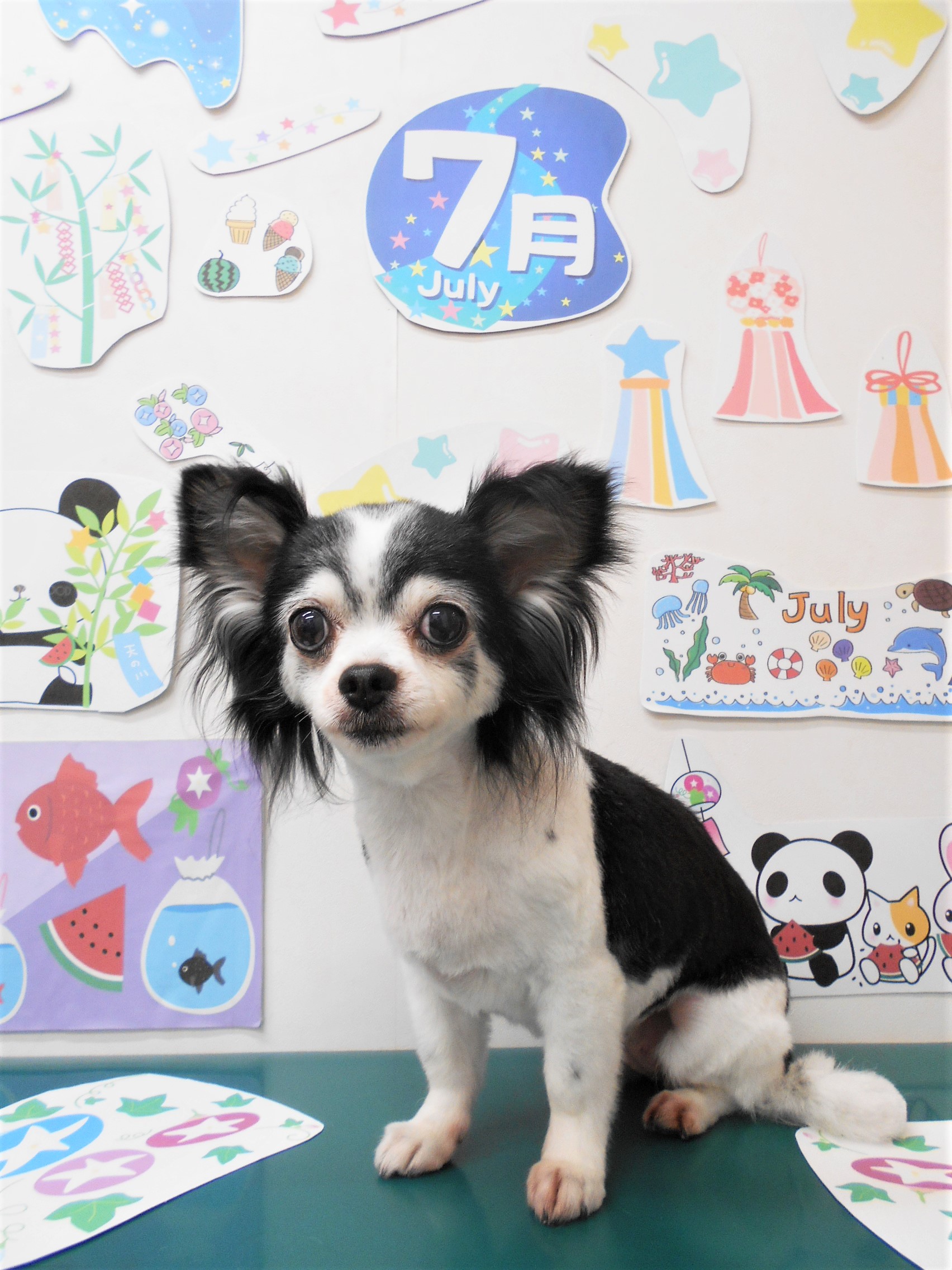チワワのトリミングカット シュシュどうぶつ病院の1枚目