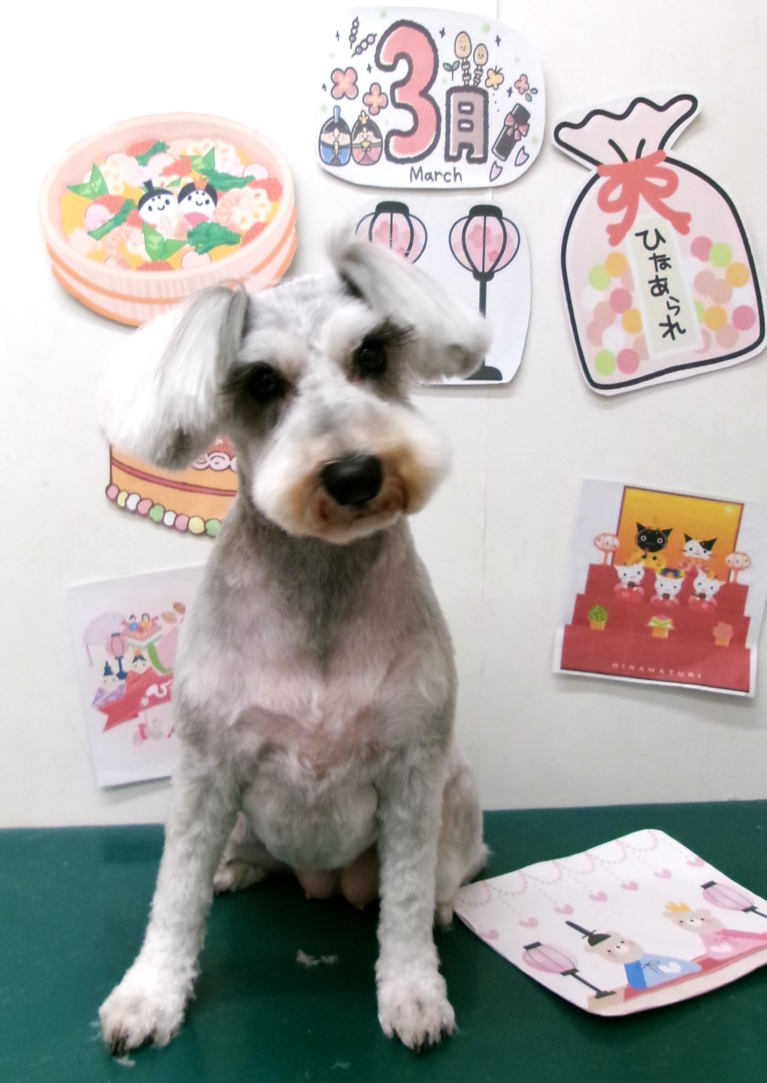 トリミングサロン シュシュどうぶつ病院のトリミングカット-9832の1枚目
