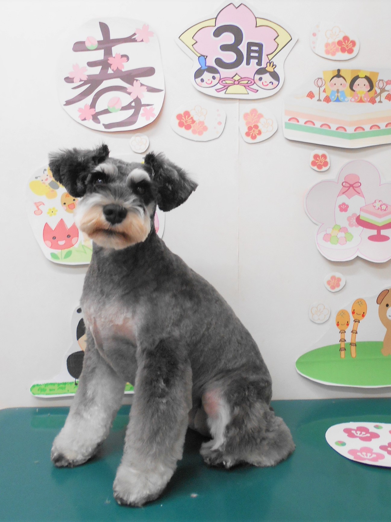 ミニチュアシュナウザーのトリミングカット シュシュどうぶつ病院の1枚目
