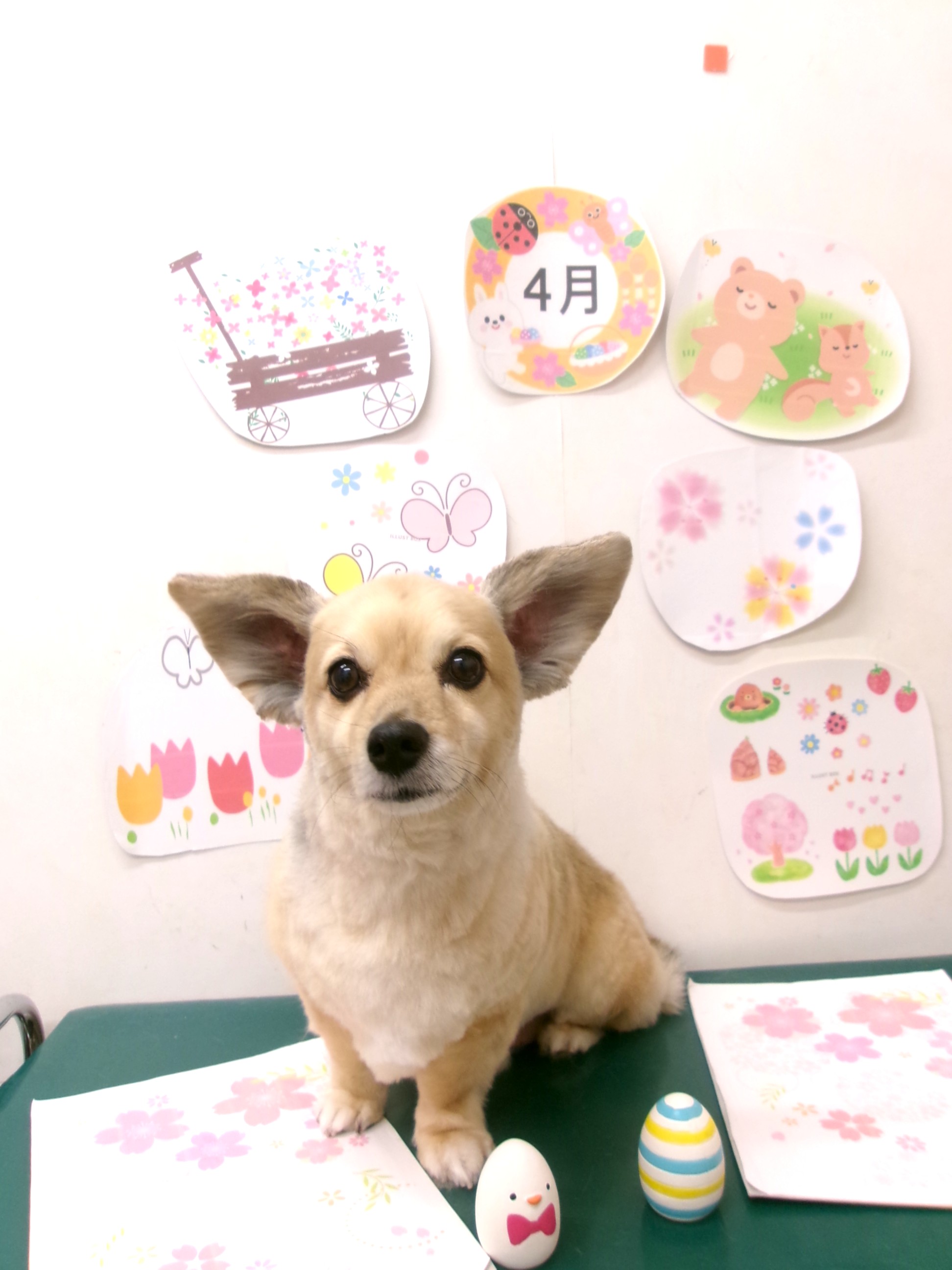 トリミングサロン シュシュどうぶつ病院のトリミングカット-9969の1枚目