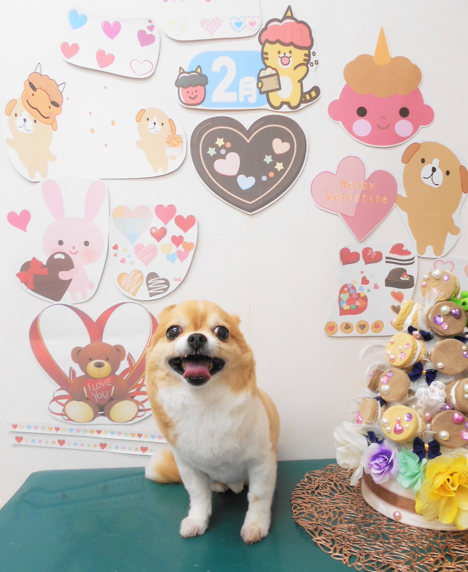 チワワのトリミングカット シュシュどうぶつ病院の1枚目