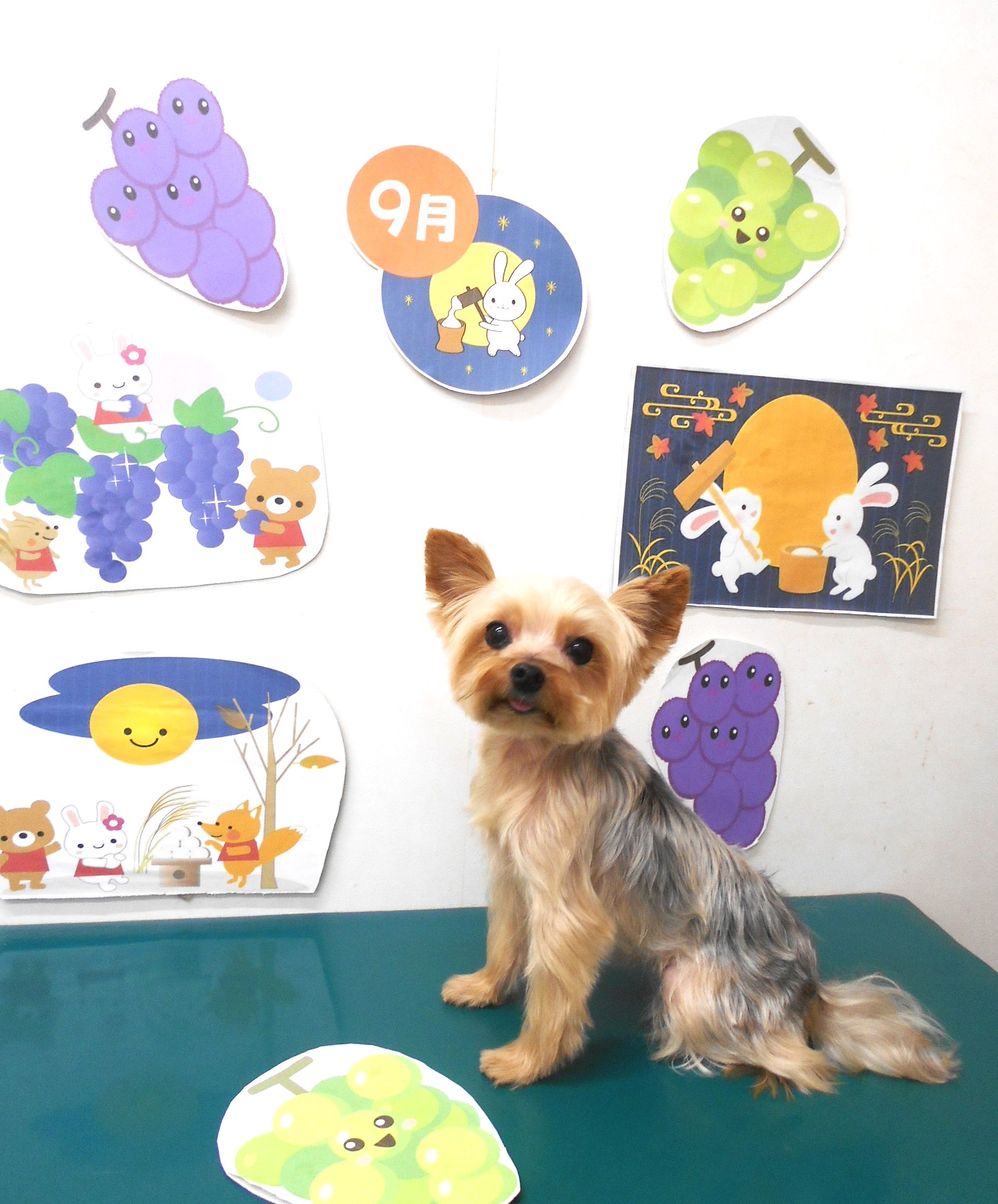 ヨークシャーテリアのトリミングカット シュシュどうぶつ病院の1枚目