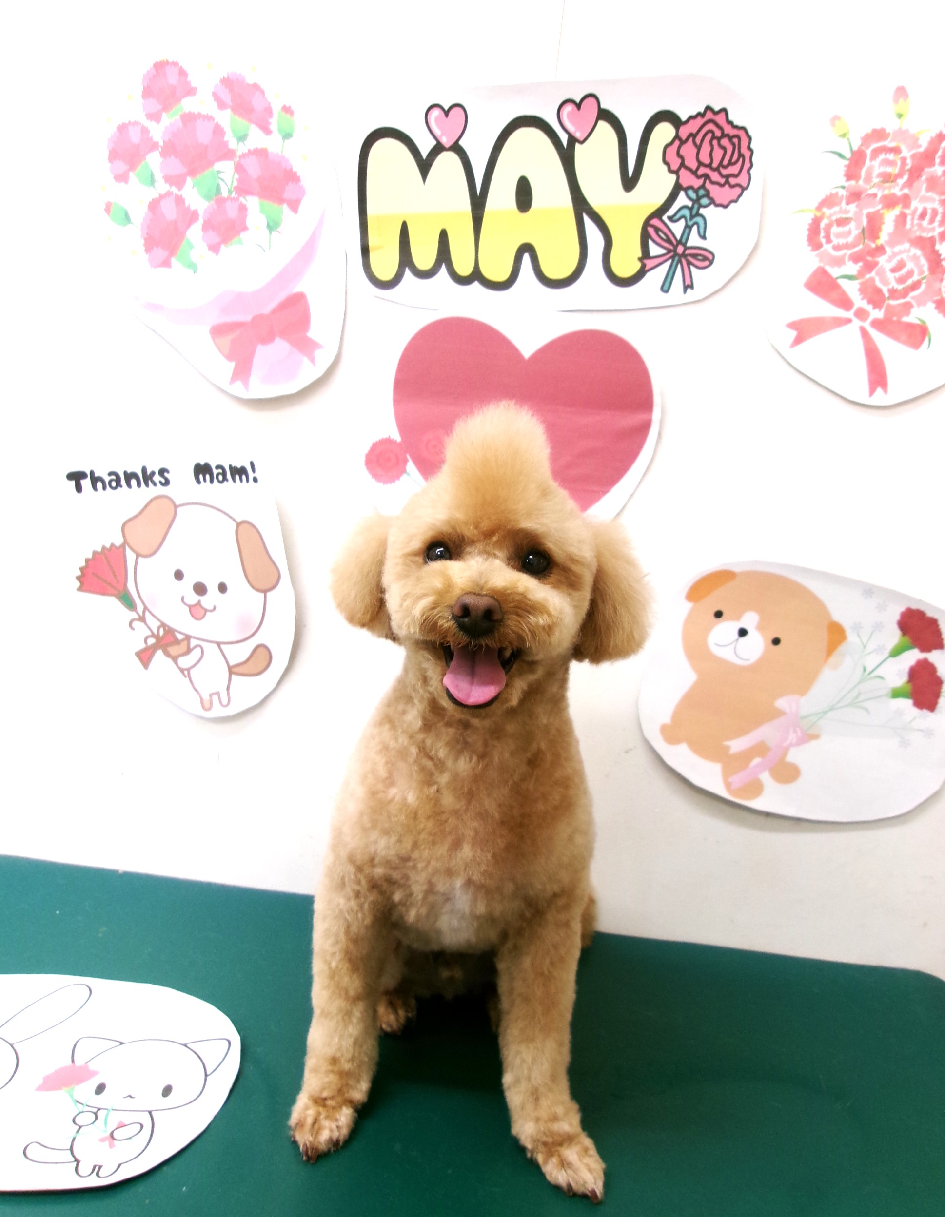 トリミングサロン シュシュどうぶつ病院のトリミングカット-10024の1枚目