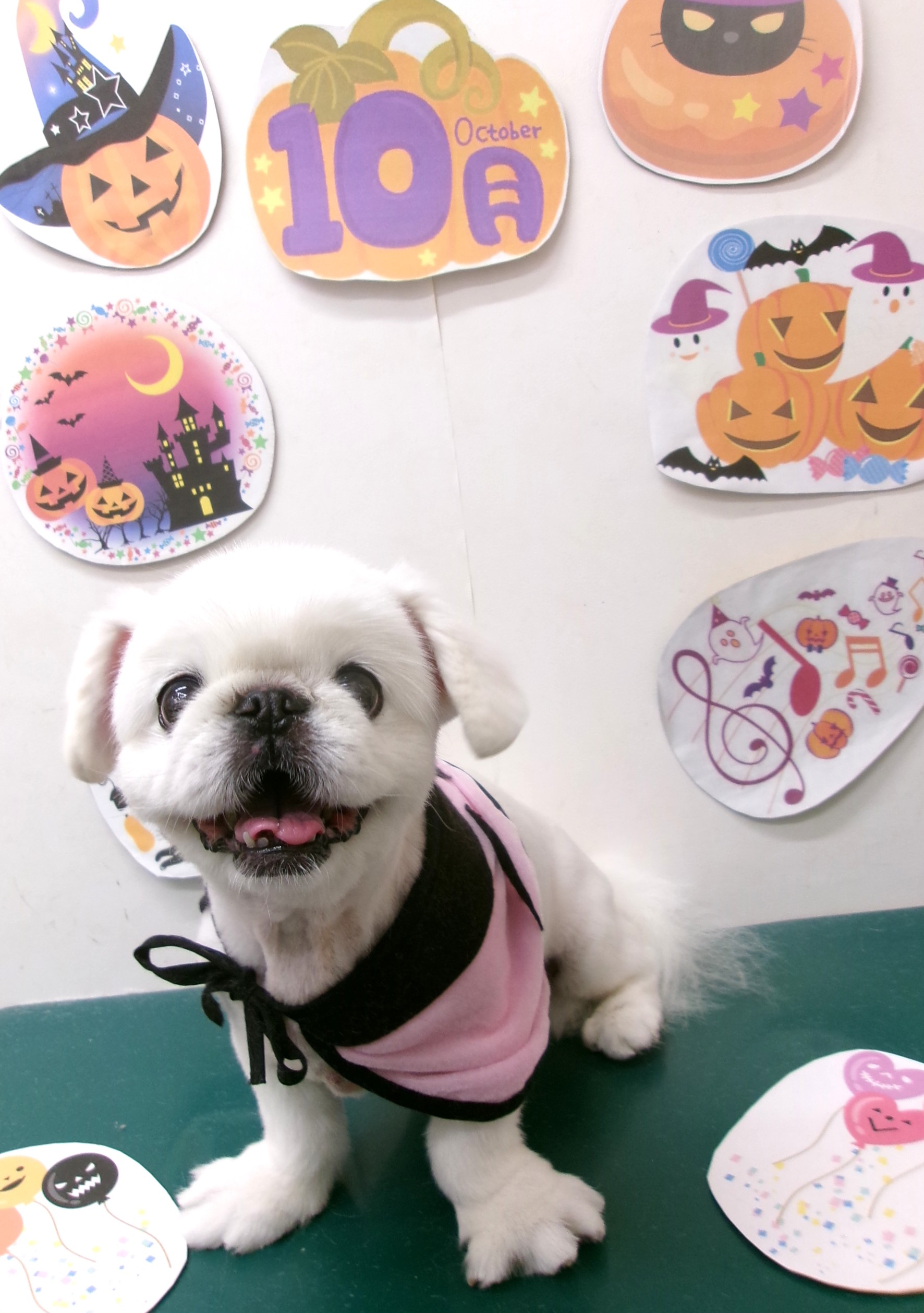 トリミングサロン シュシュどうぶつ病院のトリミングカット-10449の1枚目