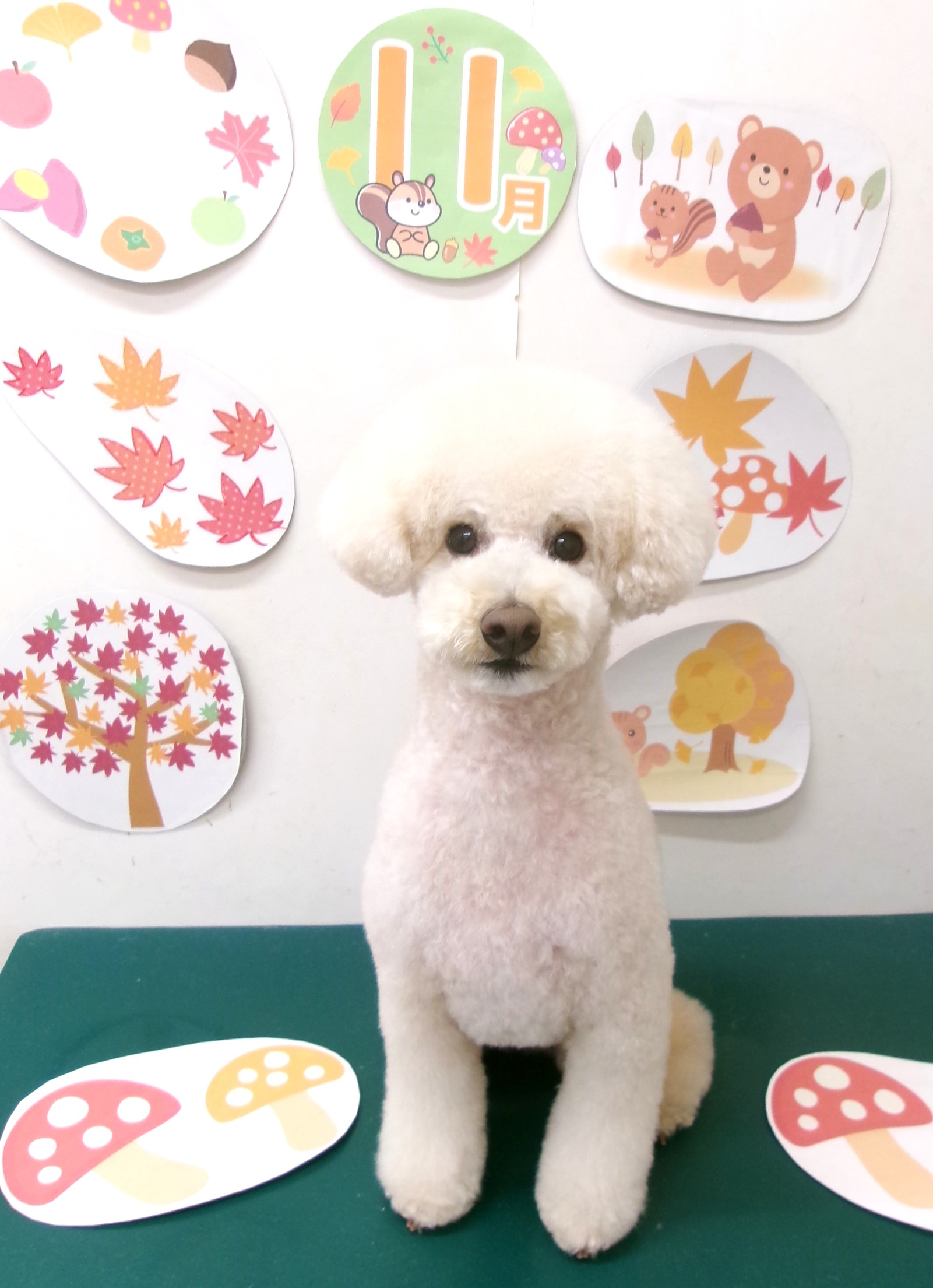 トイプードルのトリミングカット シュシュどうぶつ病院の1枚目