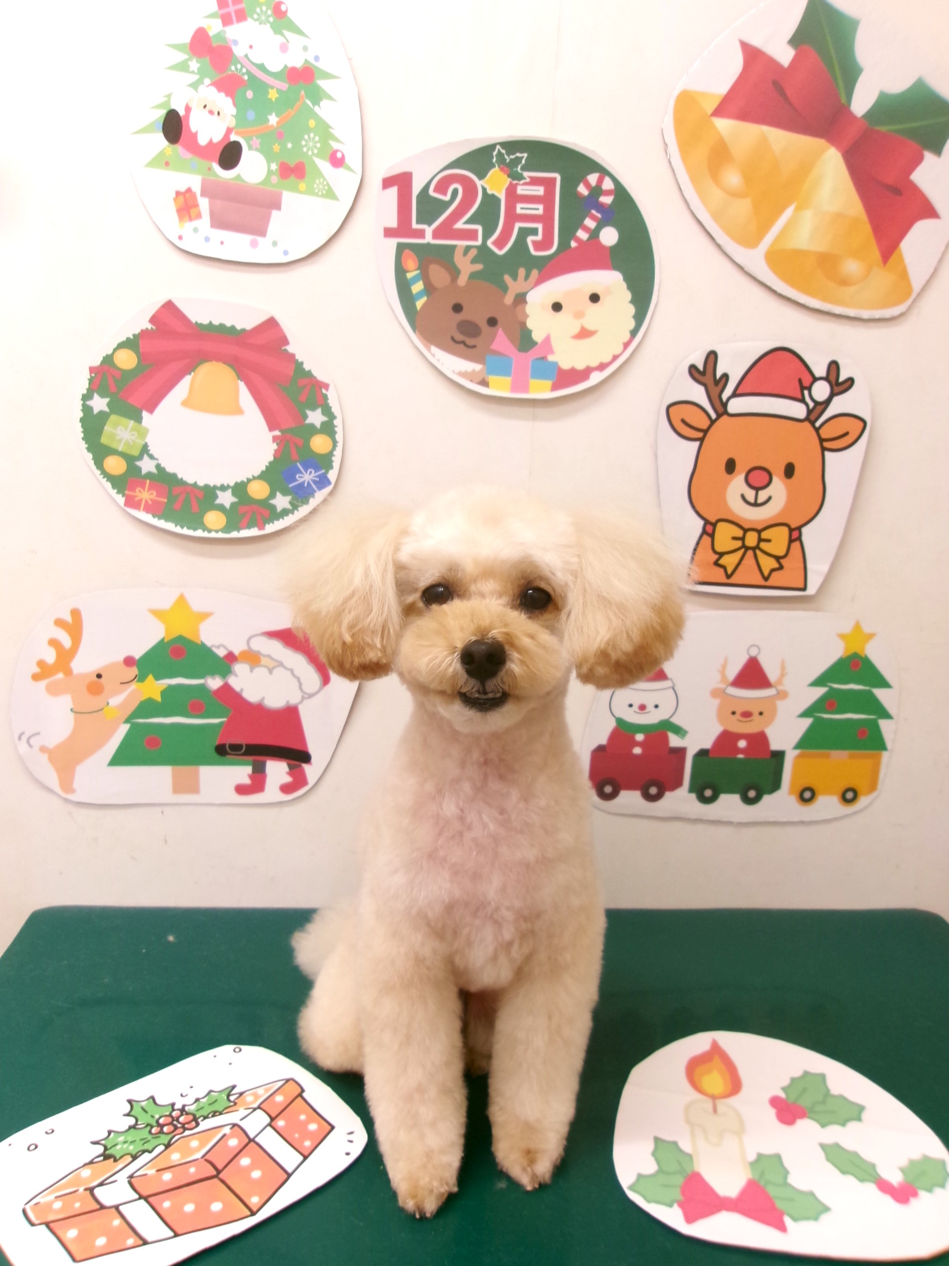 トイプードルのトリミングカット シュシュどうぶつ病院の1枚目