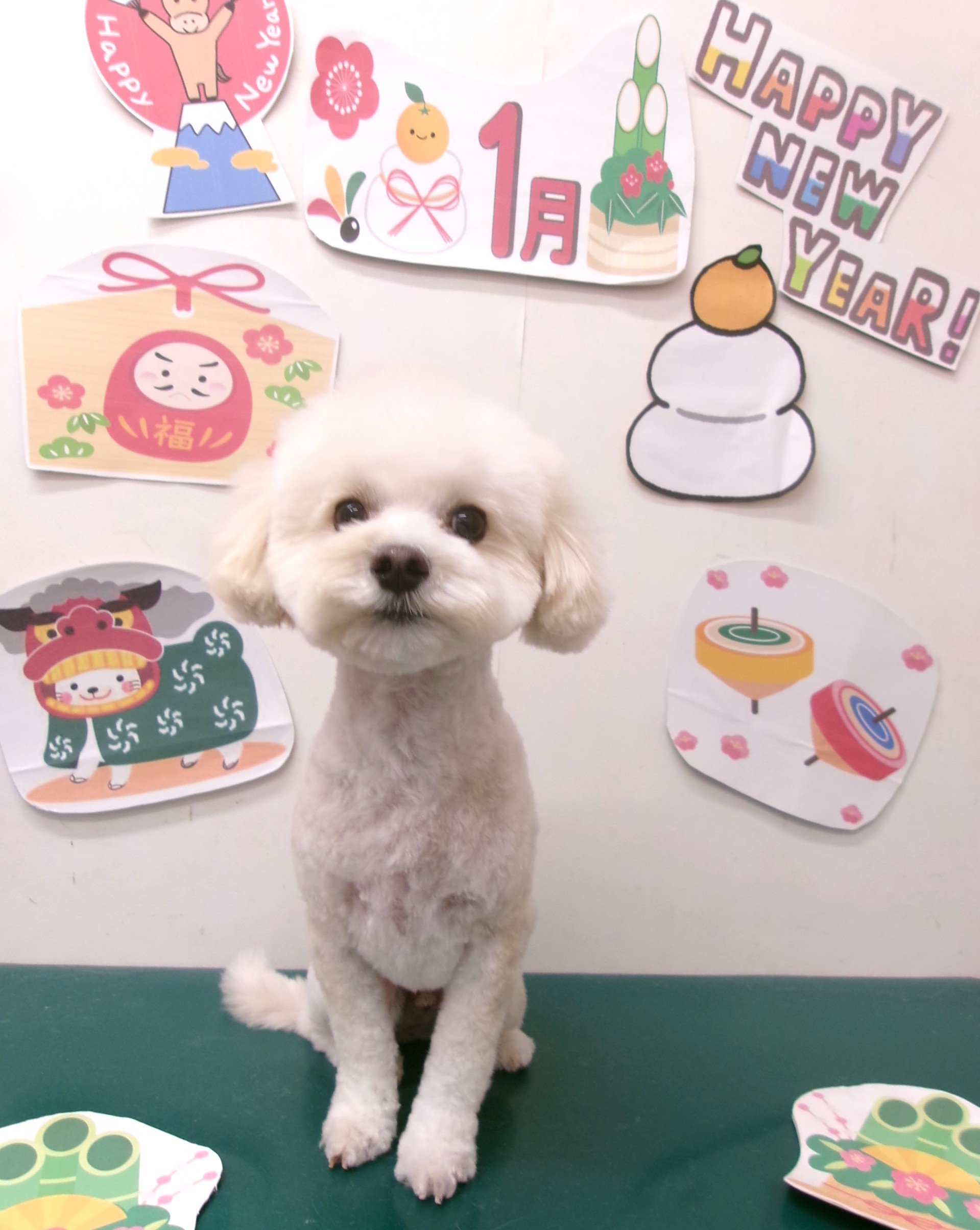 マルプー (マルチーズ×トイプードル)のトリミングカット シュシュどうぶつ病院の1枚目