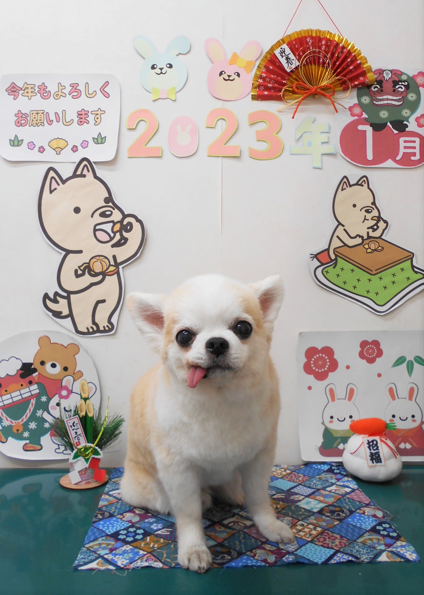 チワワのトリミングカット シュシュどうぶつ病院の1枚目