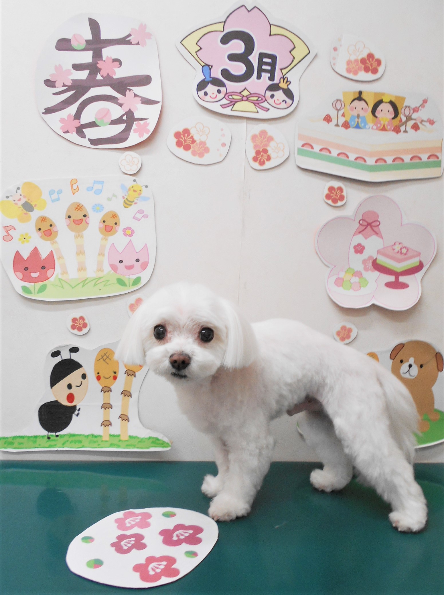 マルチーズのトリミングカット シュシュどうぶつ病院の1枚目