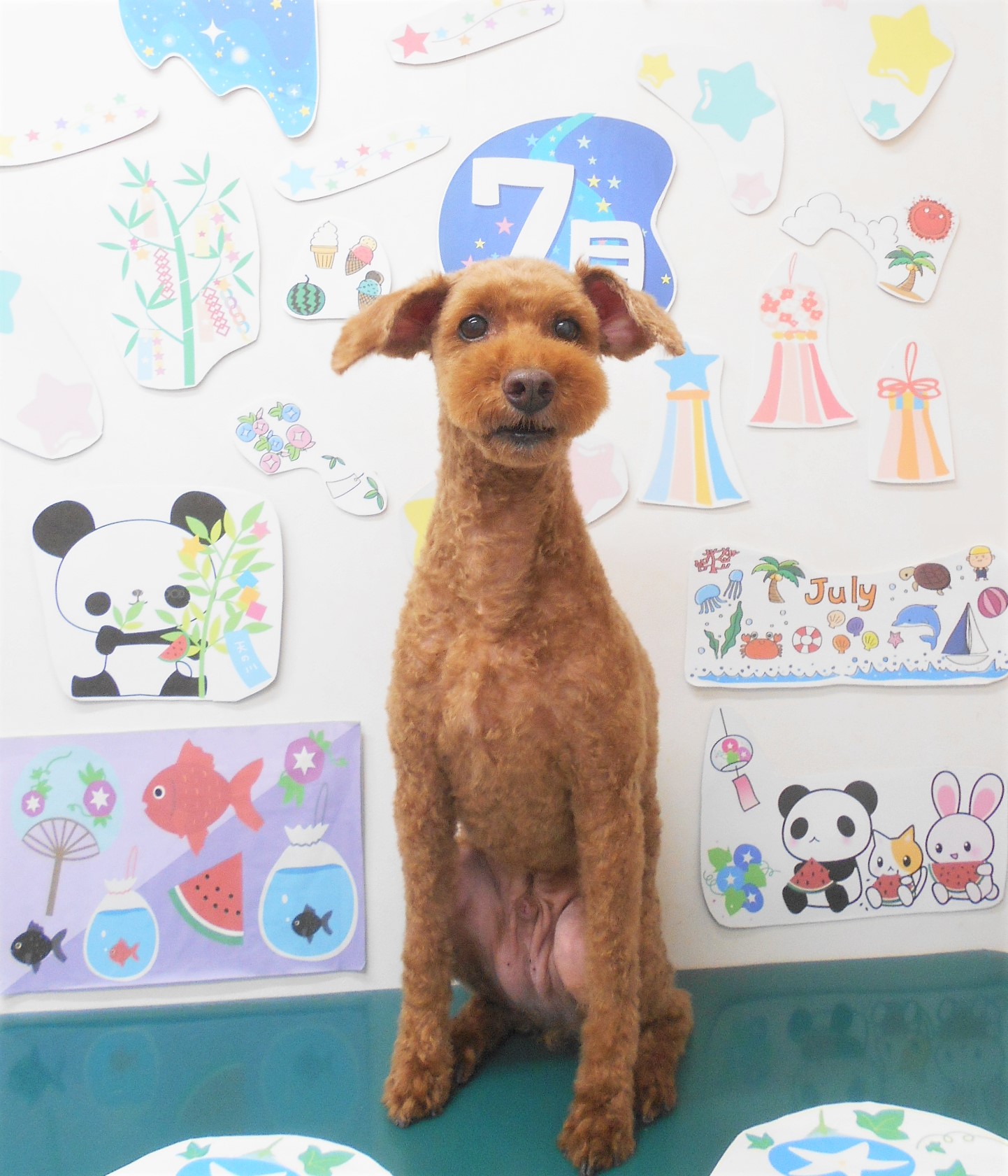トリミングサロン シュシュどうぶつ病院のトリミングカット-7865の1枚目