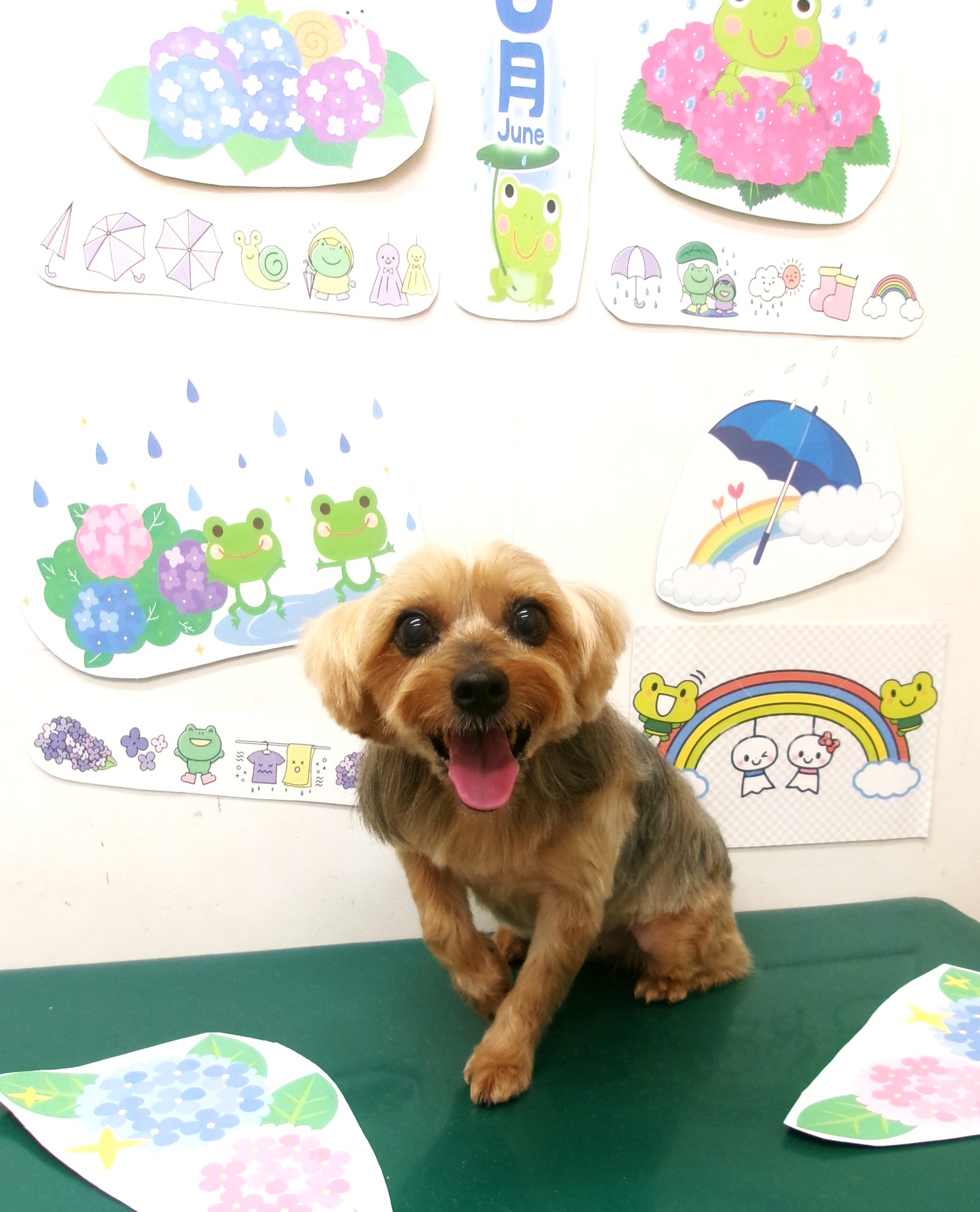 トリミングサロン シュシュどうぶつ病院のトリミングカット-10096の1枚目