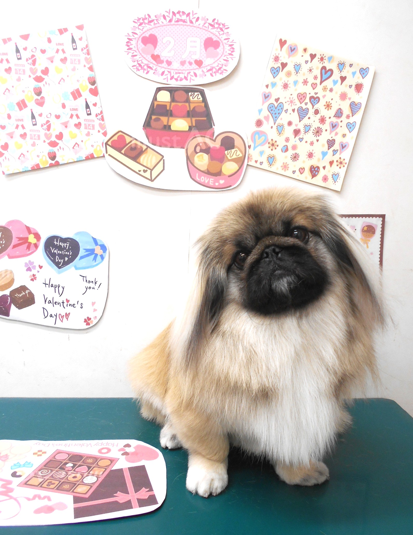 トリミングサロン シュシュどうぶつ病院のトリミングカット-9748の1枚目