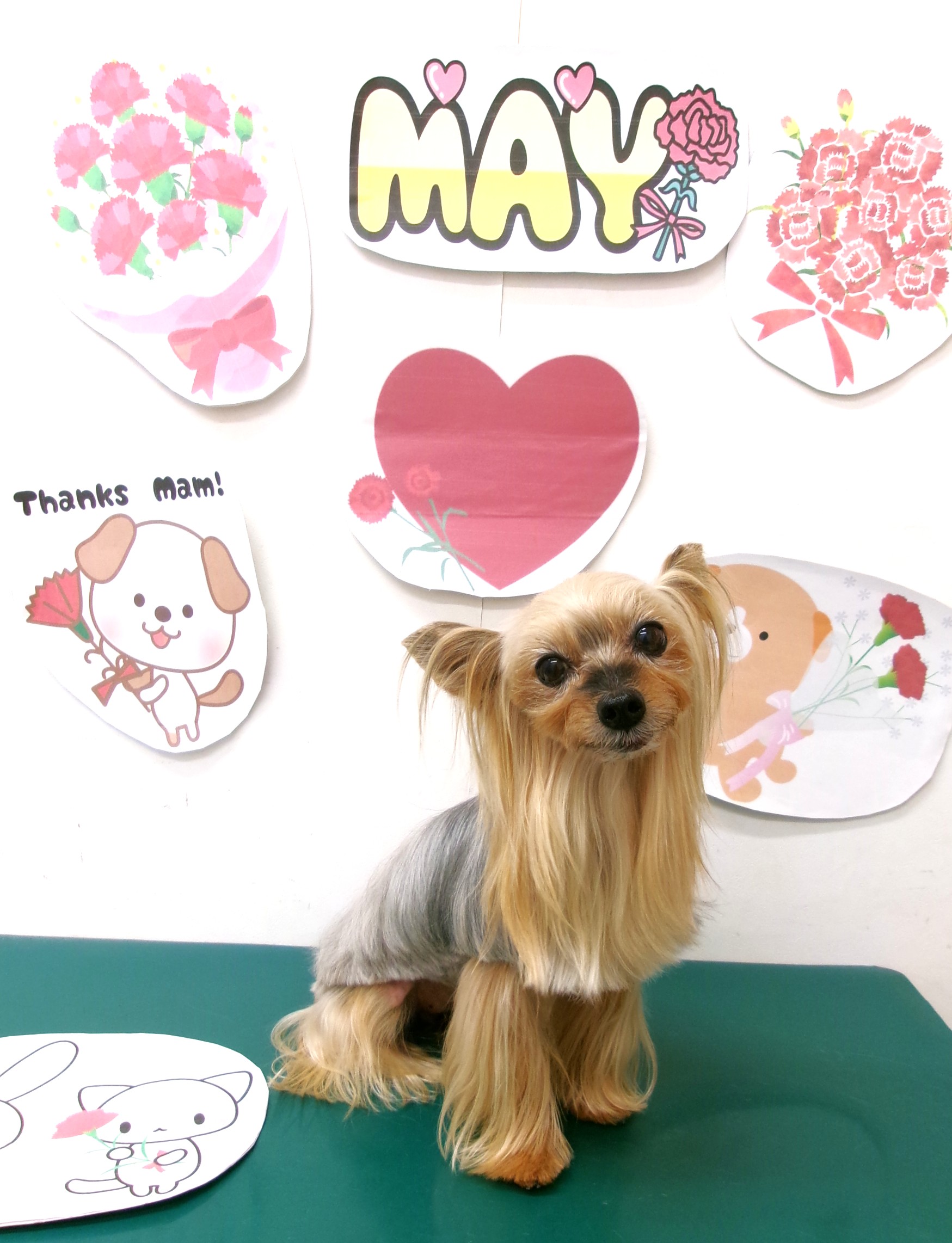 トリミングサロン シュシュどうぶつ病院のトリミングカット-10084の1枚目