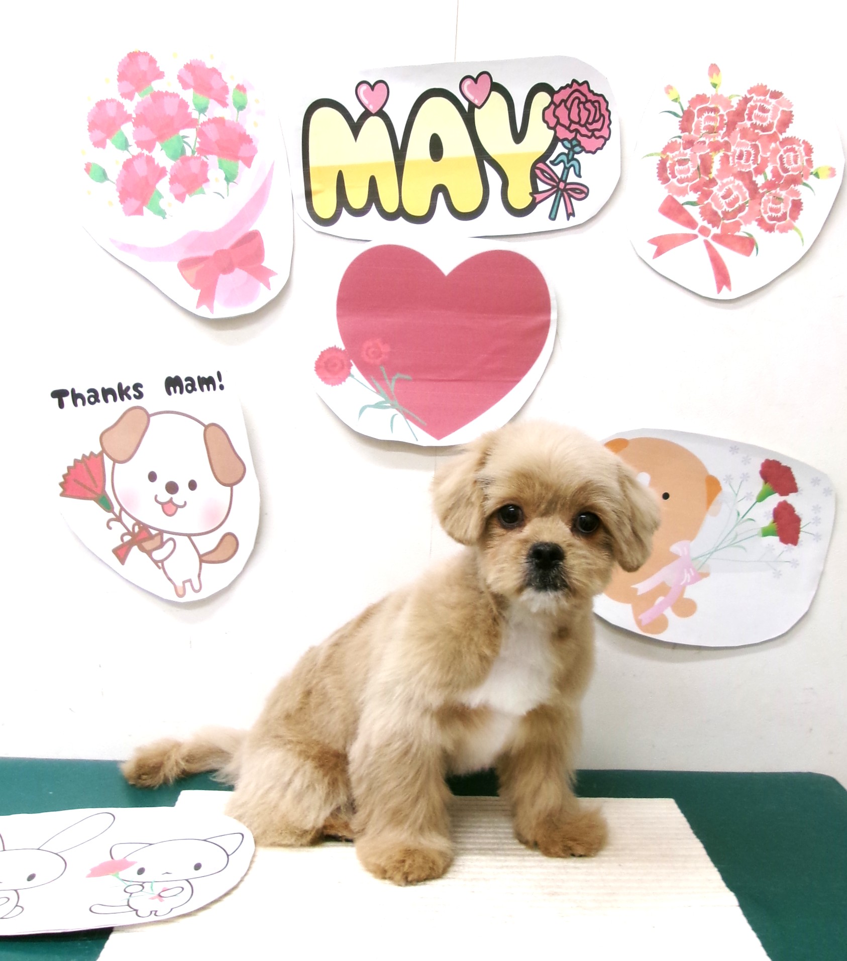 トリミングサロン シュシュどうぶつ病院のトリミングカット-10026の1枚目