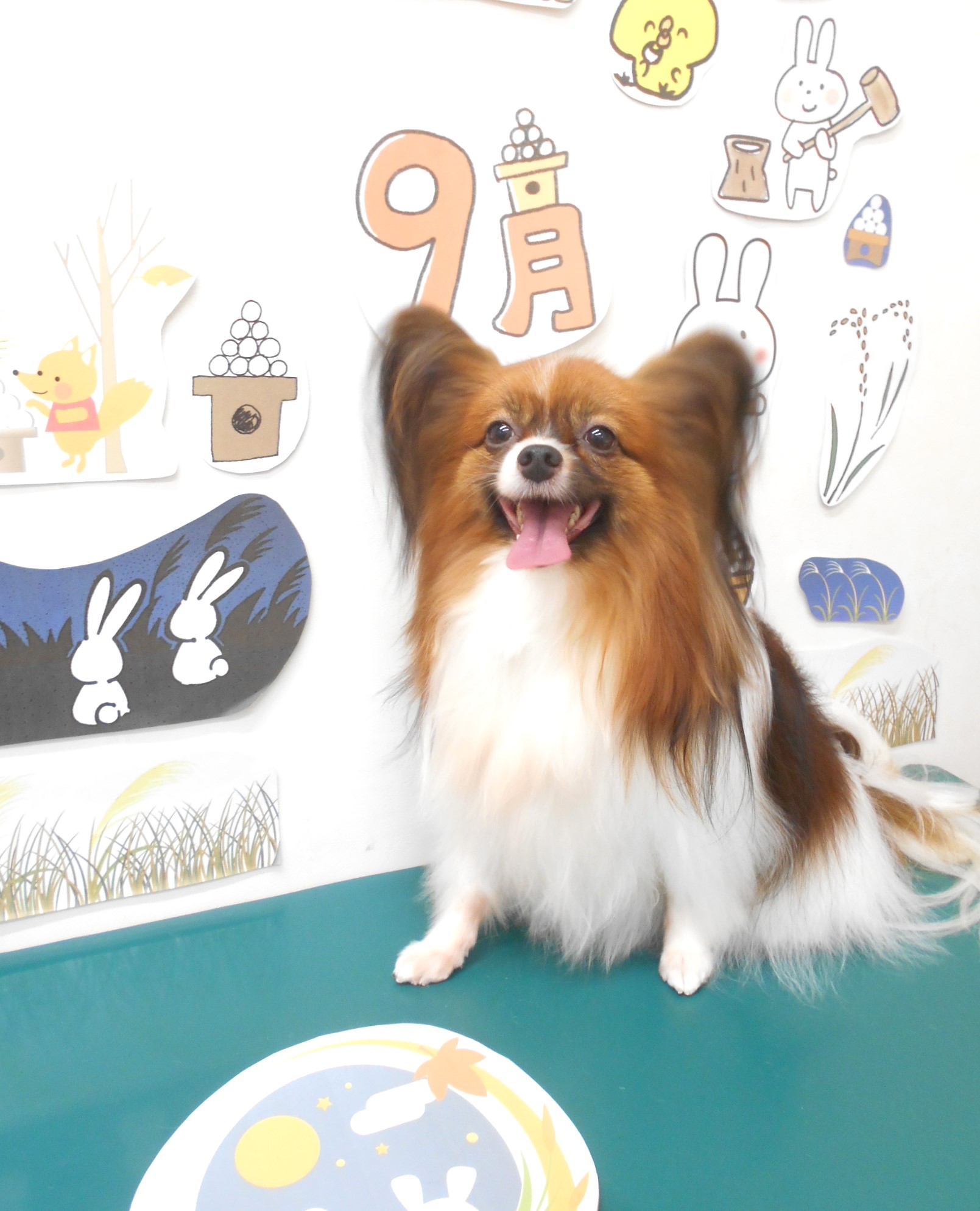 パピヨンのトリミングカット シュシュどうぶつ病院の1枚目
