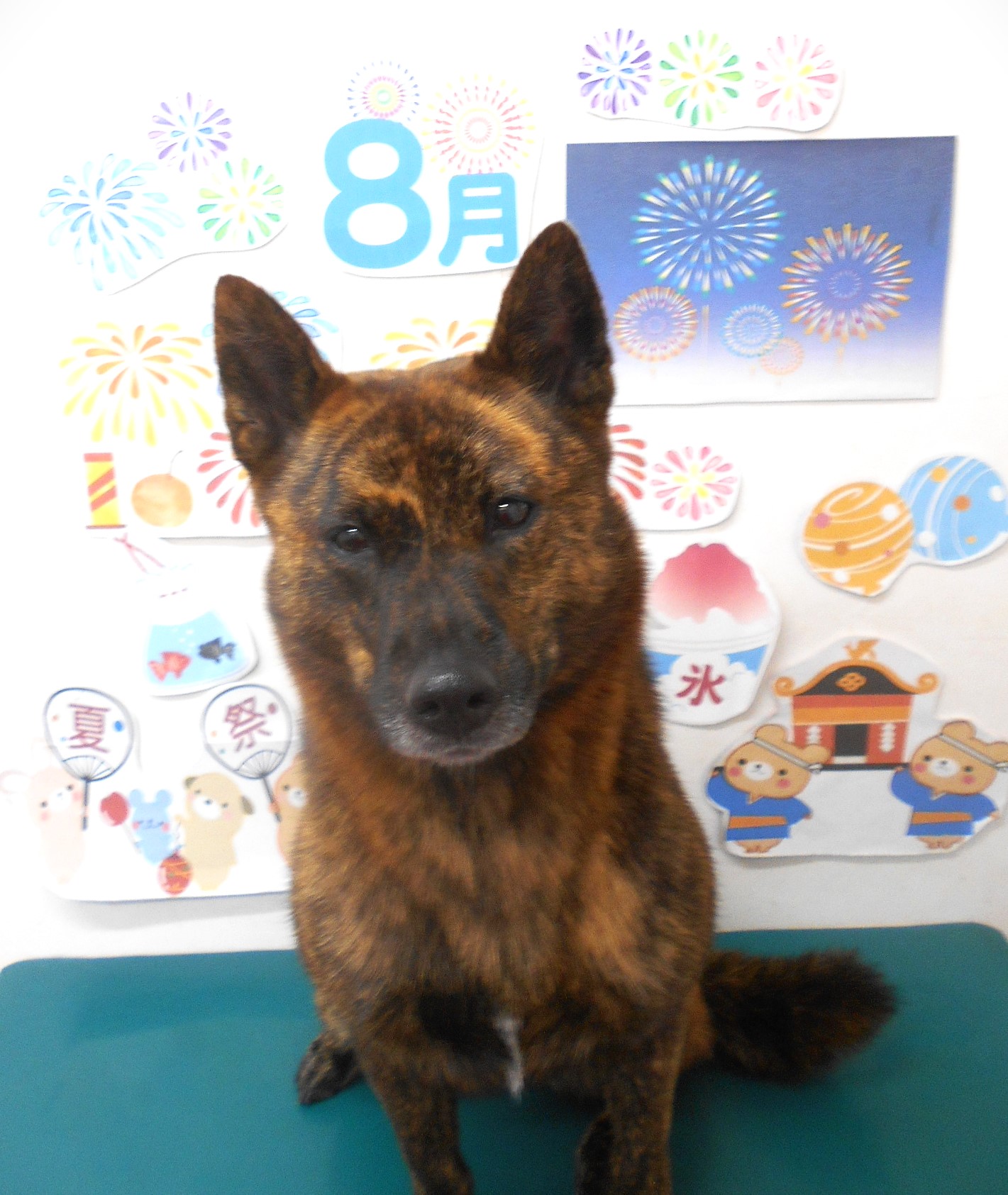 甲斐犬のトリミングカット シュシュどうぶつ病院の1枚目