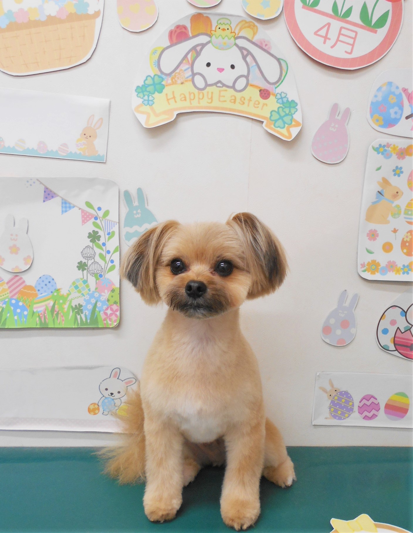 ミックス犬(その他)のトリミングカット シュシュどうぶつ病院の1枚目