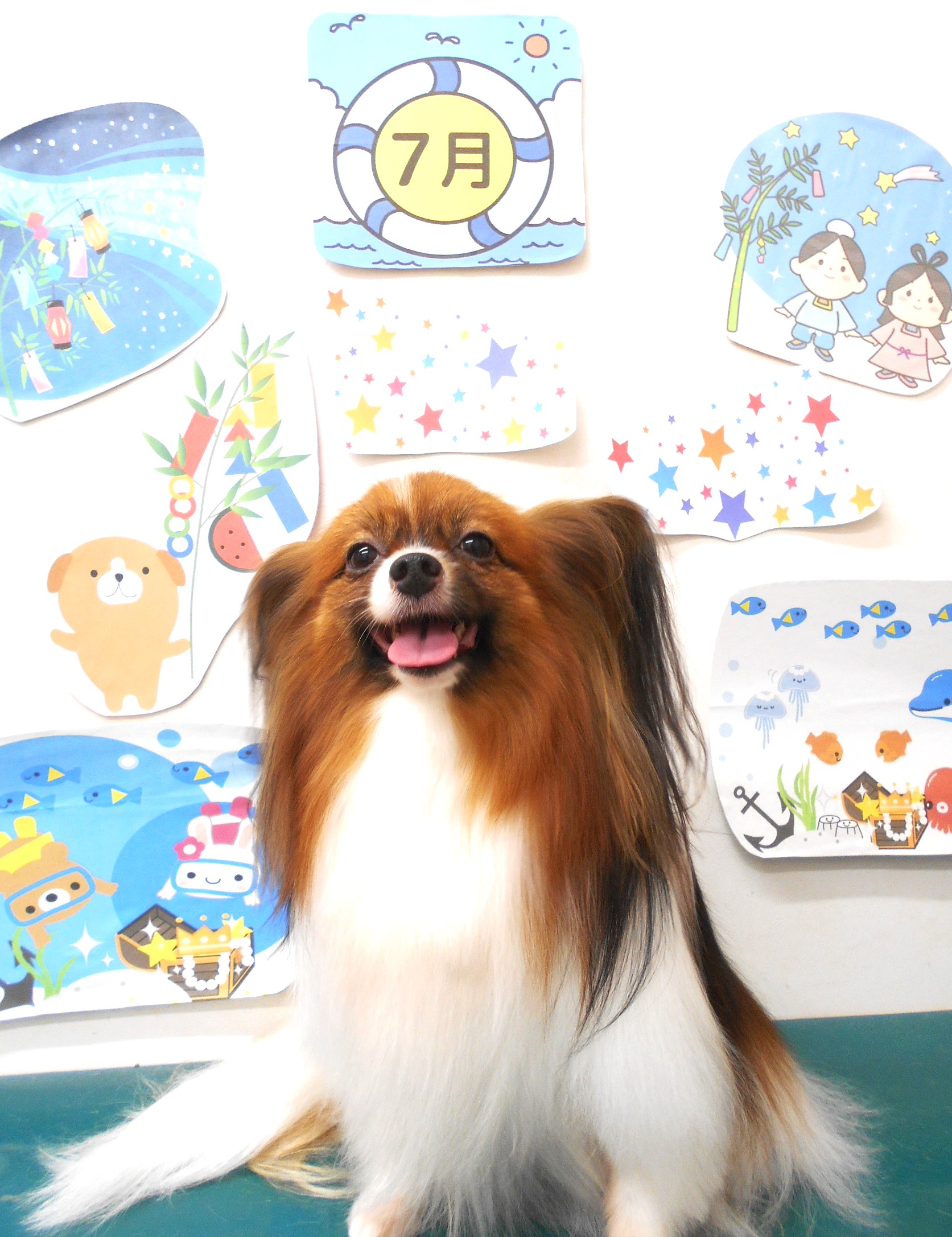パピヨンのトリミングカット シュシュどうぶつ病院の1枚目