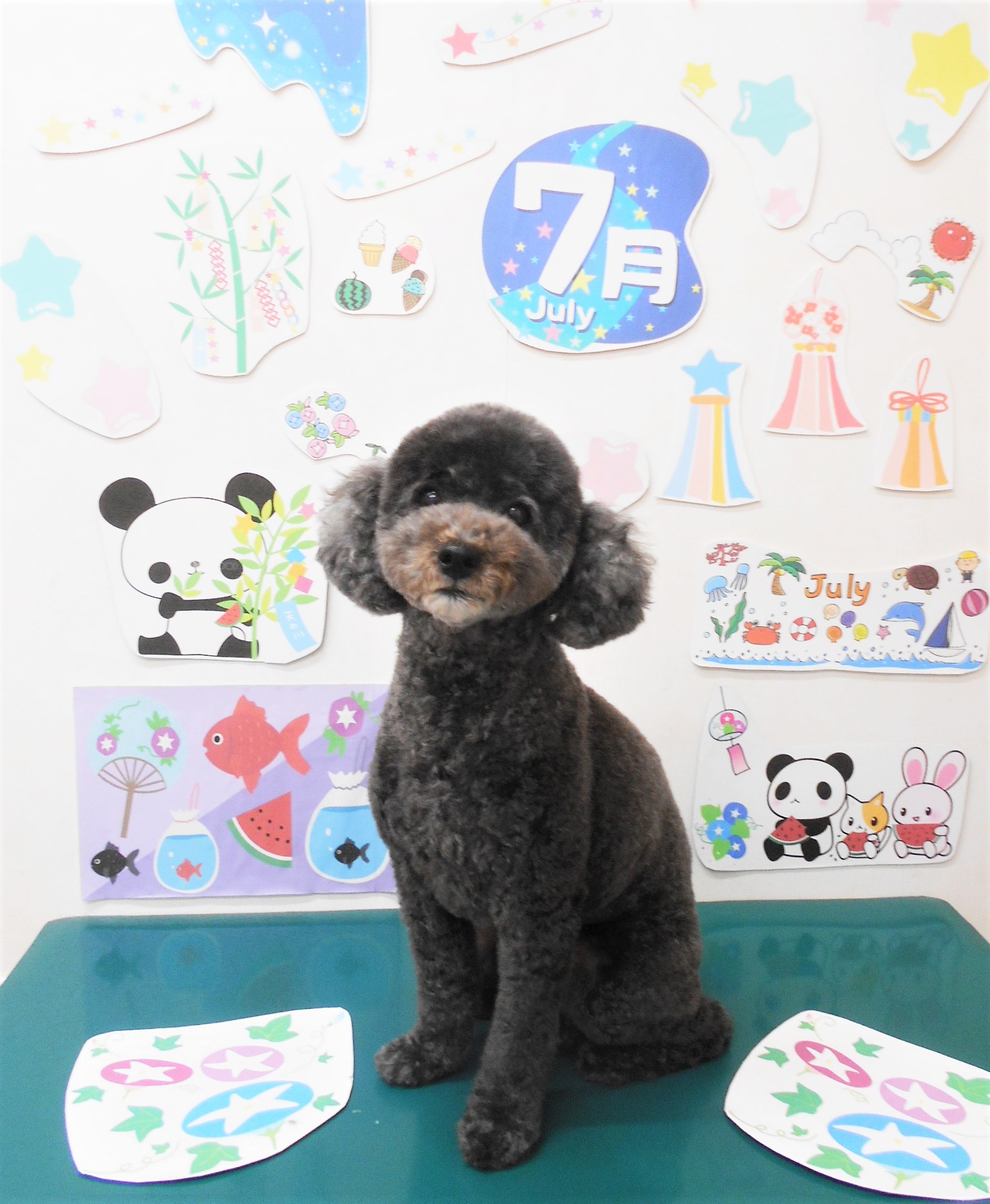 トリミングサロン シュシュどうぶつ病院のトリミングカット-7825の1枚目