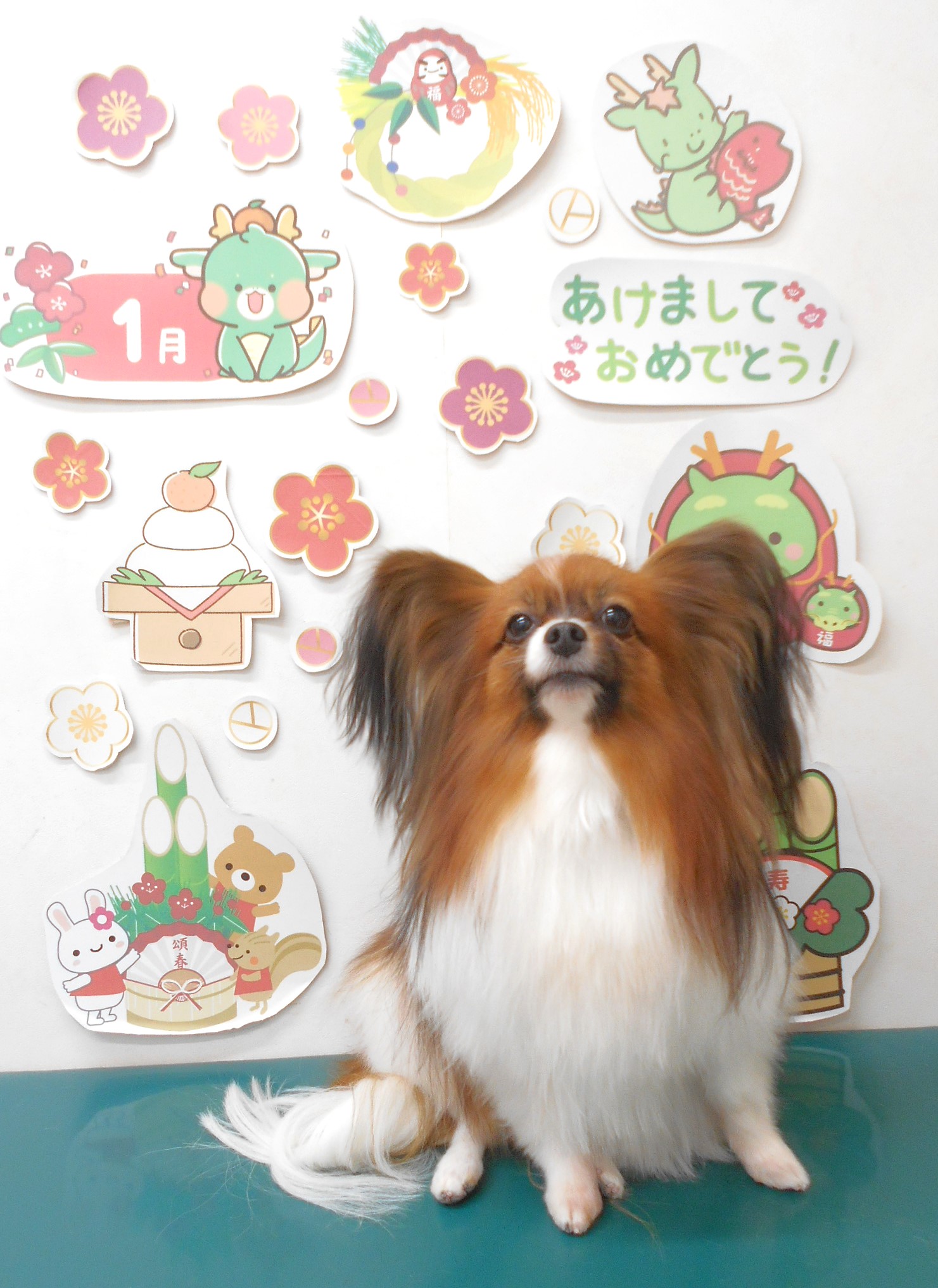 パピヨンのトリミングカット シュシュどうぶつ病院の1枚目