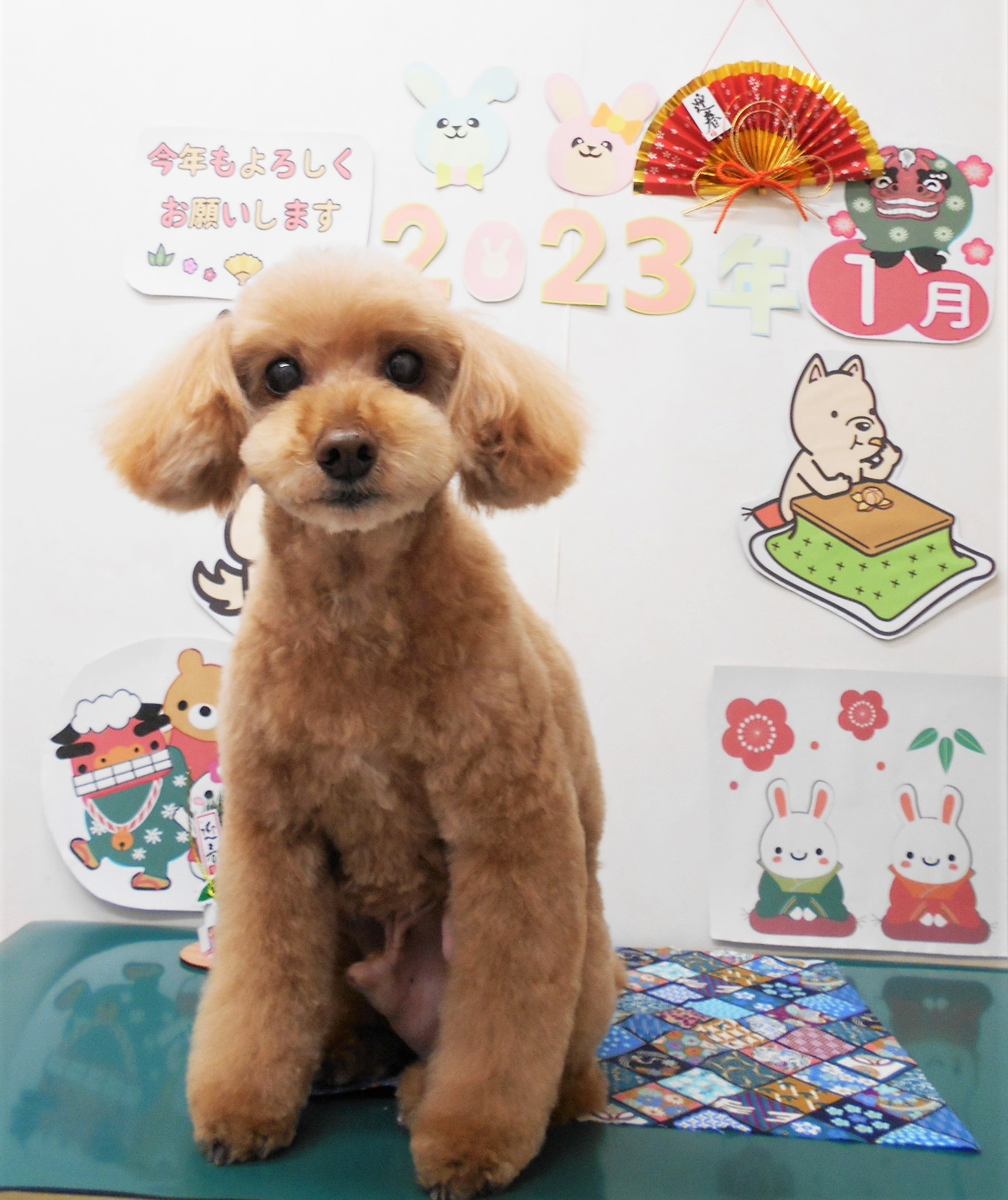 トイプードルのトリミングカット シュシュどうぶつ病院の1枚目