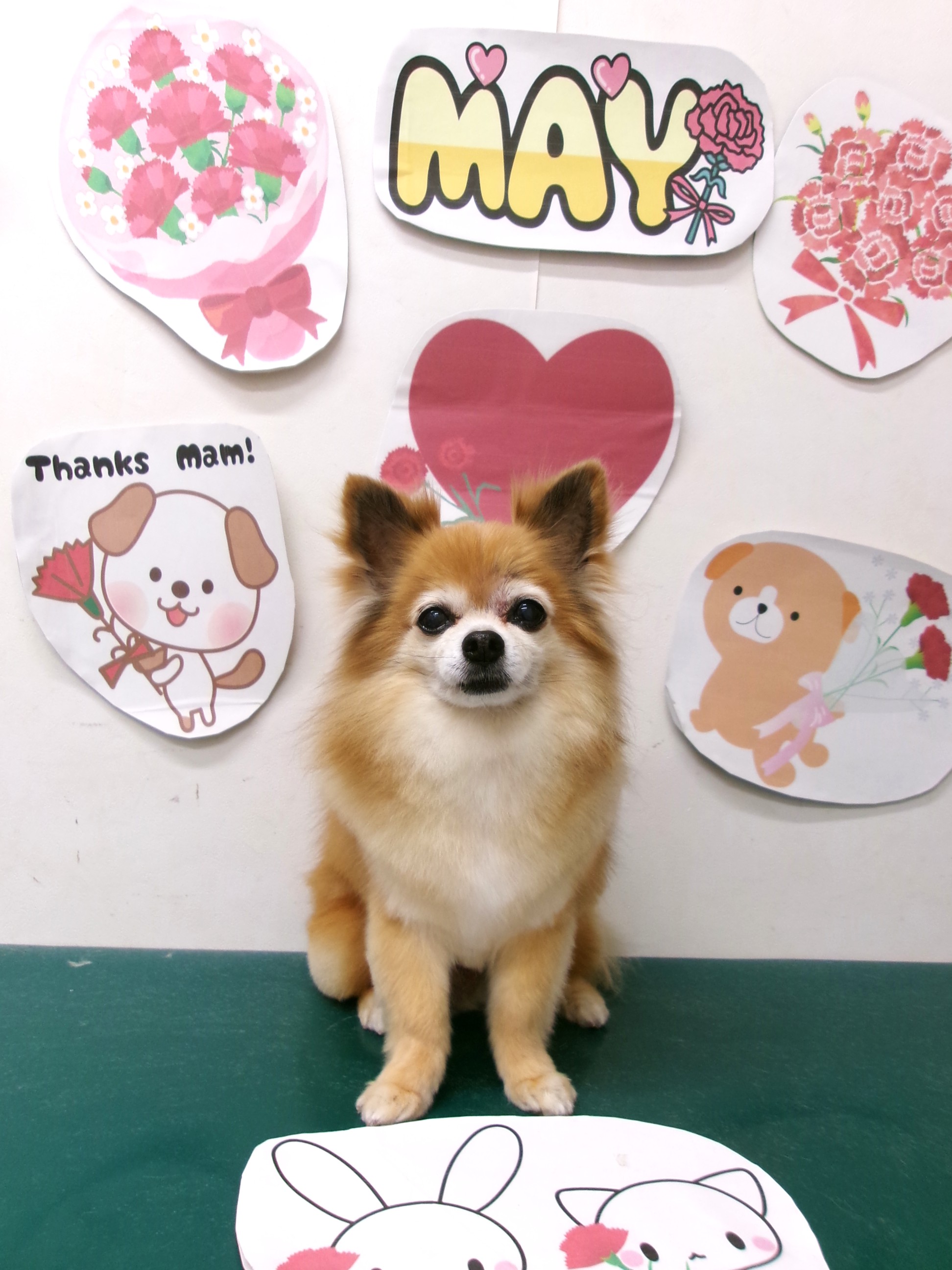 トリミングサロン シュシュどうぶつ病院のトリミングカット-10073の1枚目