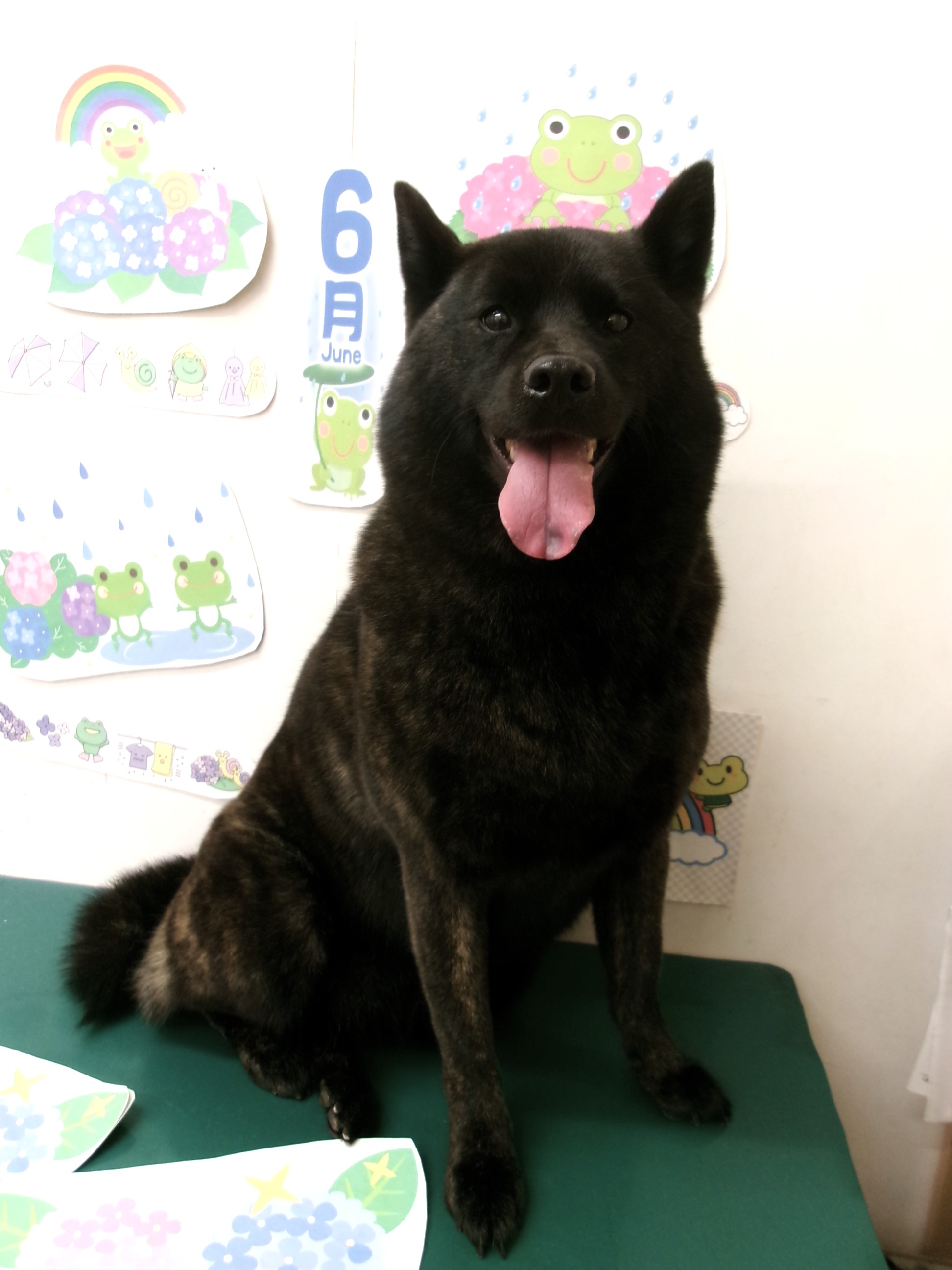 トリミングサロン シュシュどうぶつ病院のトリミングカット-10106の1枚目