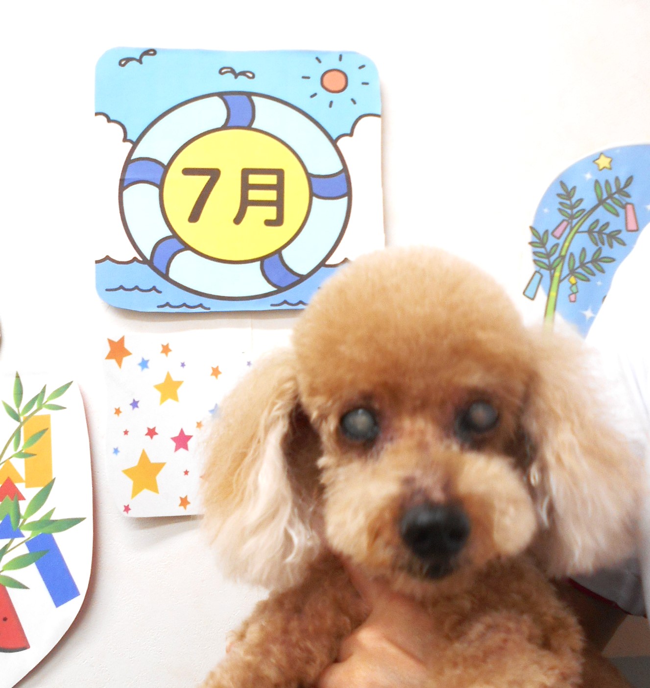 トイプードルのトリミングカット シュシュどうぶつ病院の1枚目