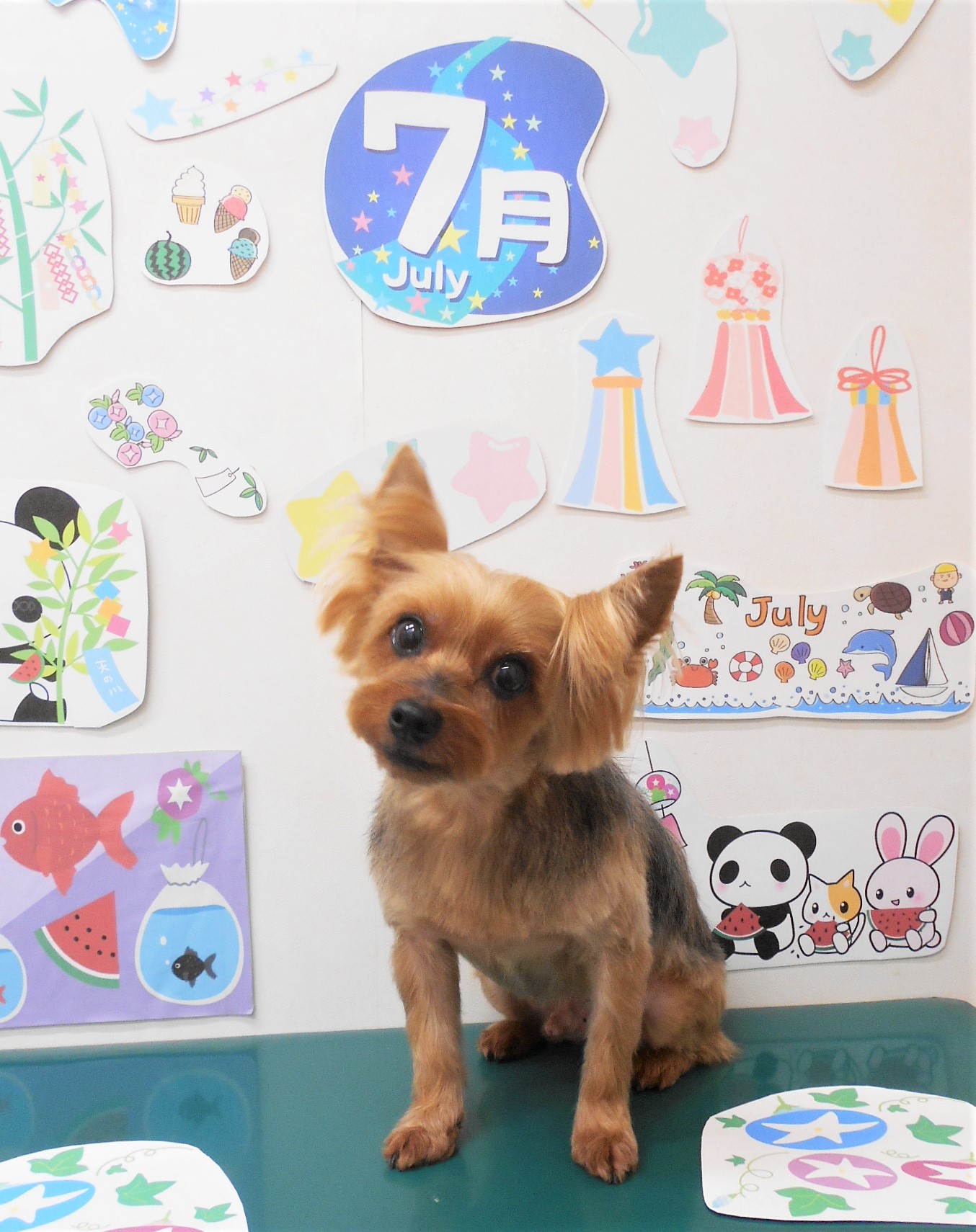 ヨークシャーテリアのトリミングカット シュシュどうぶつ病院の1枚目