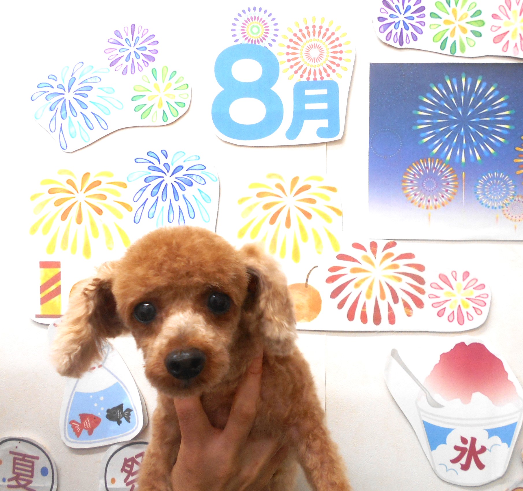 タイニープードルのトリミングカット シュシュどうぶつ病院の1枚目