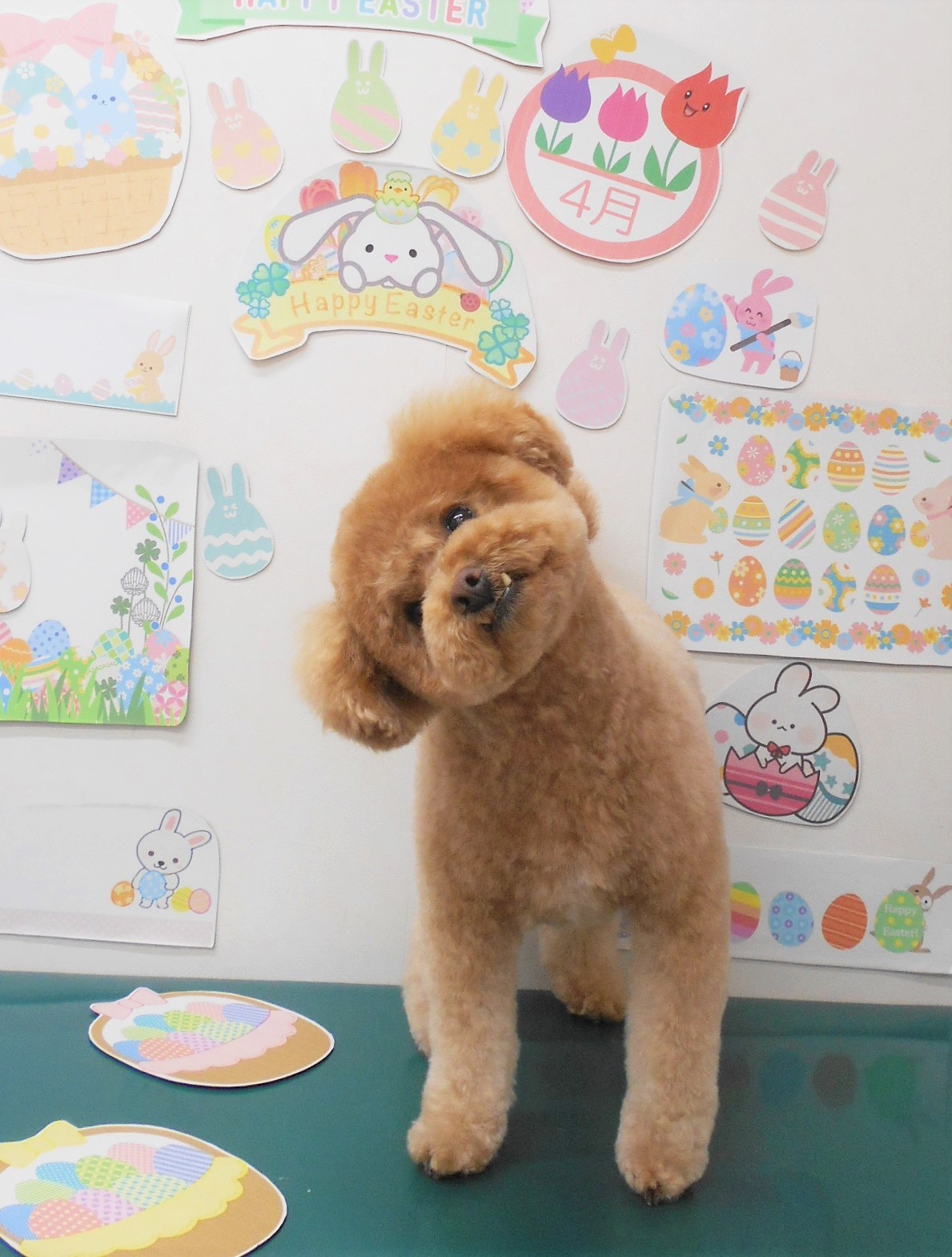 トイプードルのトリミングカット シュシュどうぶつ病院の1枚目