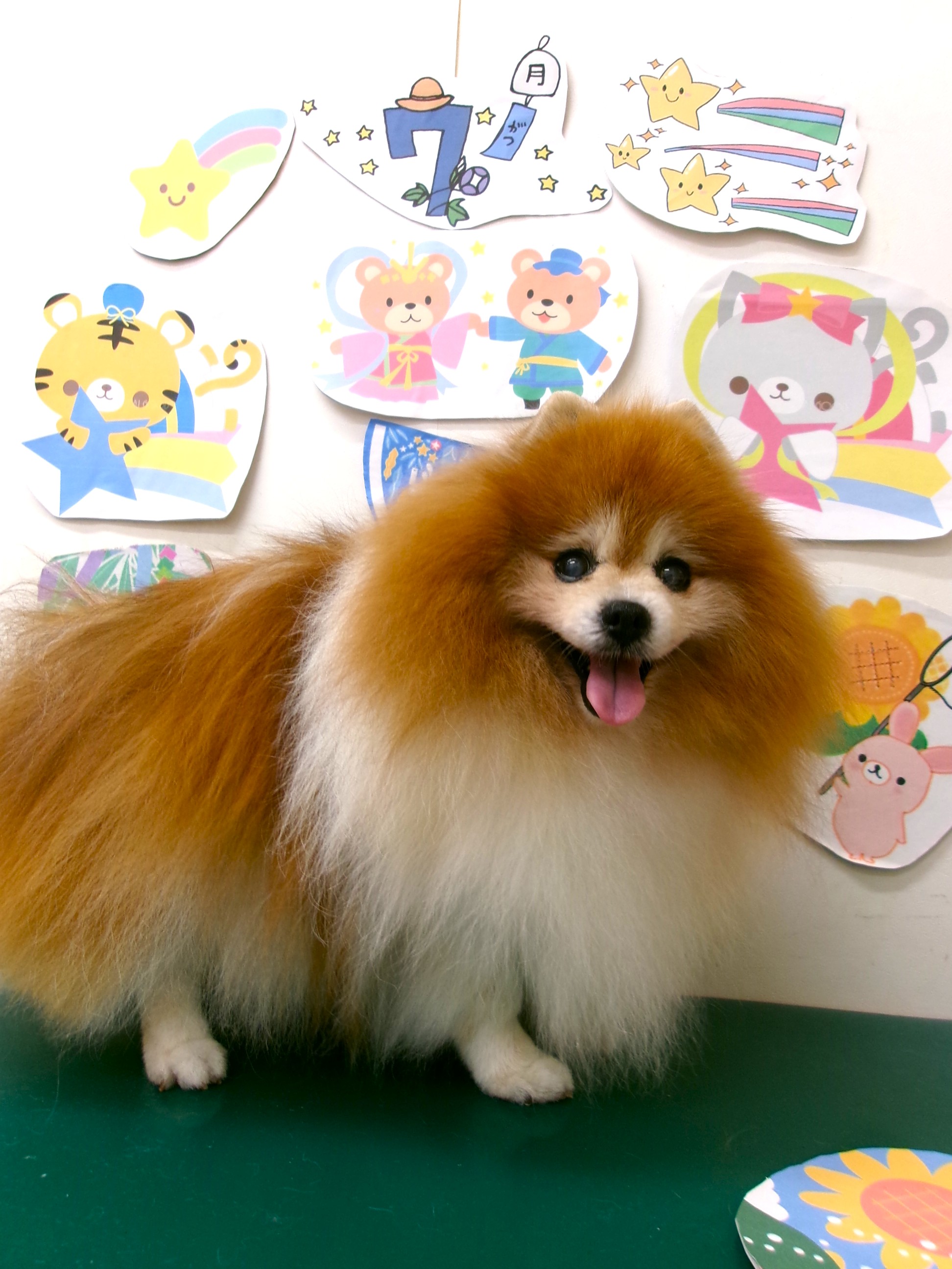 ポメラニアンのトリミングカット シュシュどうぶつ病院の1枚目