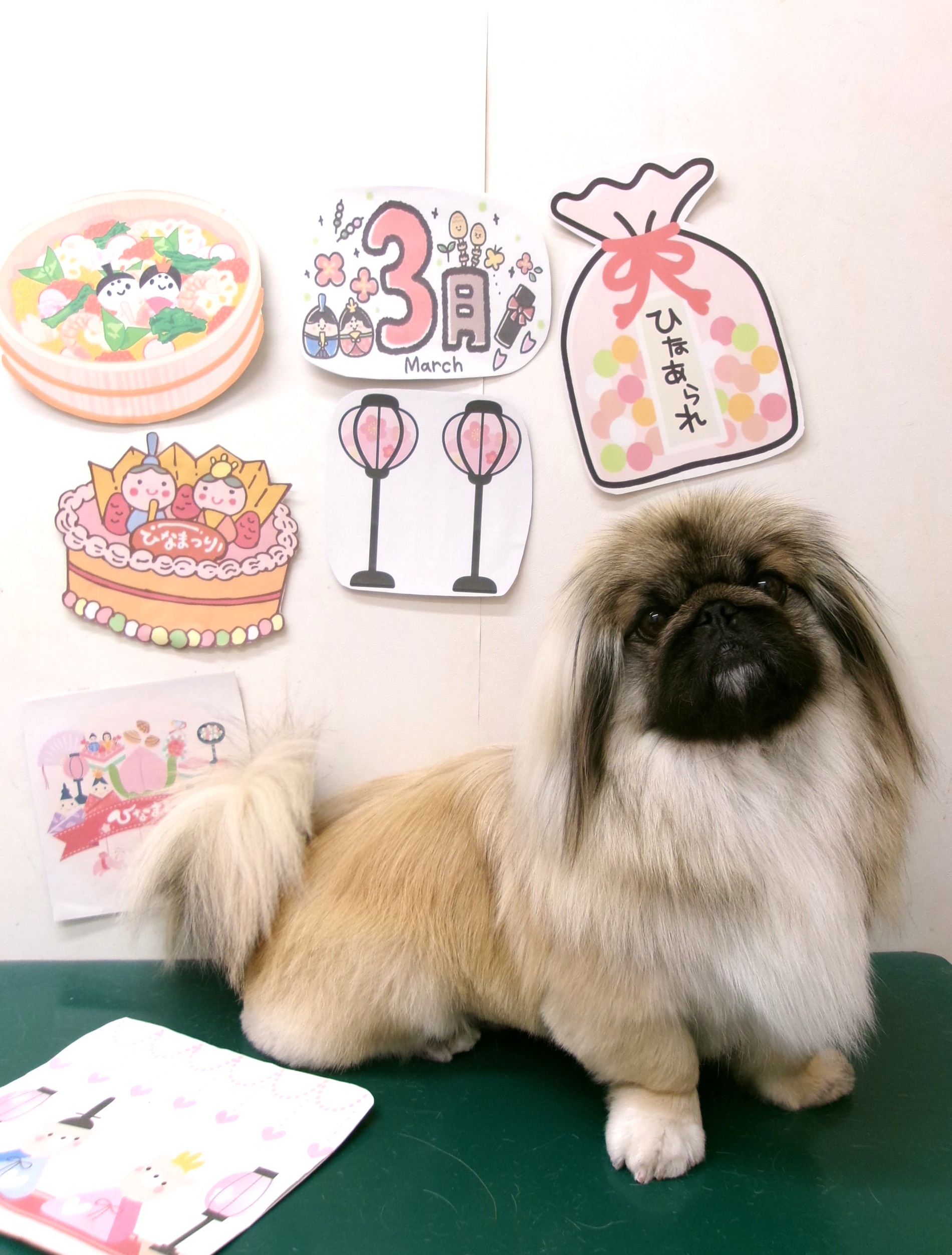トリミングサロン シュシュどうぶつ病院のトリミングカット-9871の1枚目