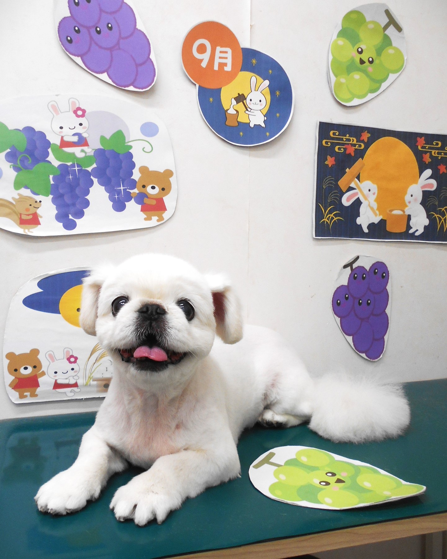 ペキニーズのトリミングカット シュシュどうぶつ病院の1枚目