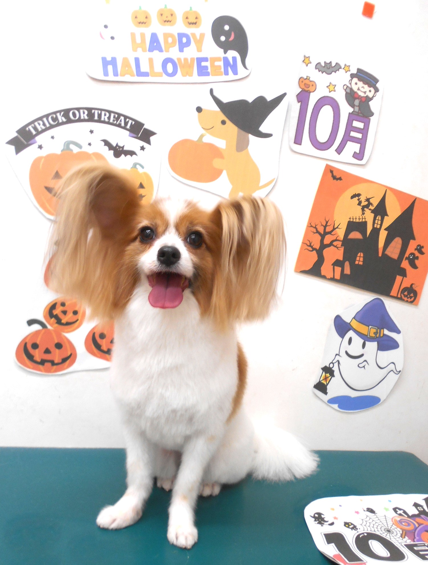 パピヨンのトリミングカット シュシュどうぶつ病院の1枚目
