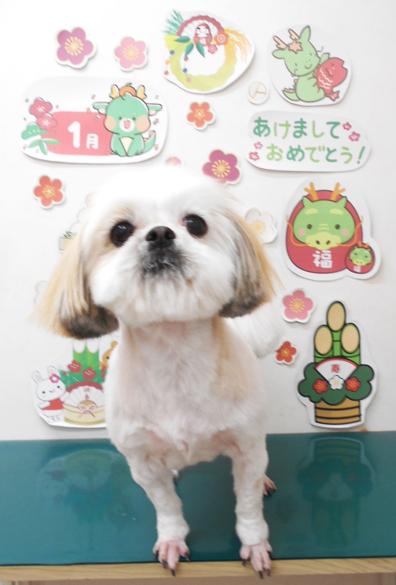 シーズーのトリミングカット シュシュどうぶつ病院の1枚目