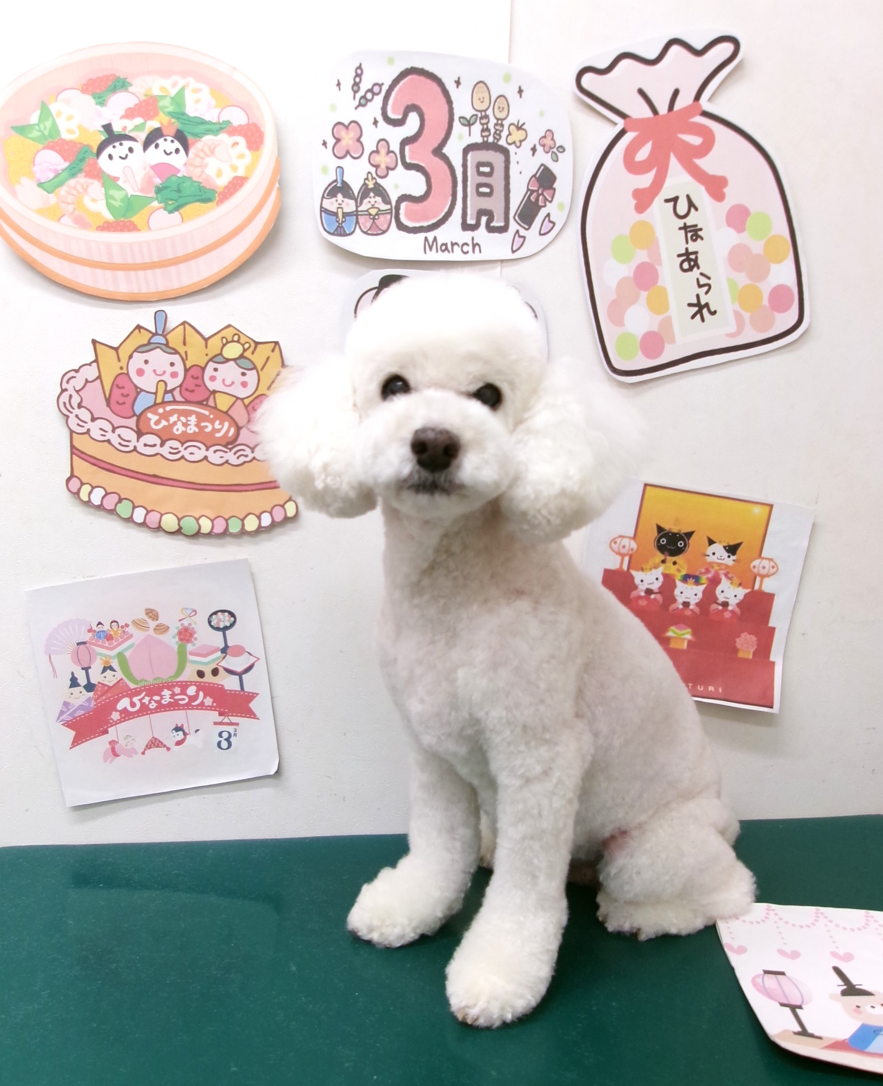トリミングサロン シュシュどうぶつ病院のトリミングカット-9868の1枚目