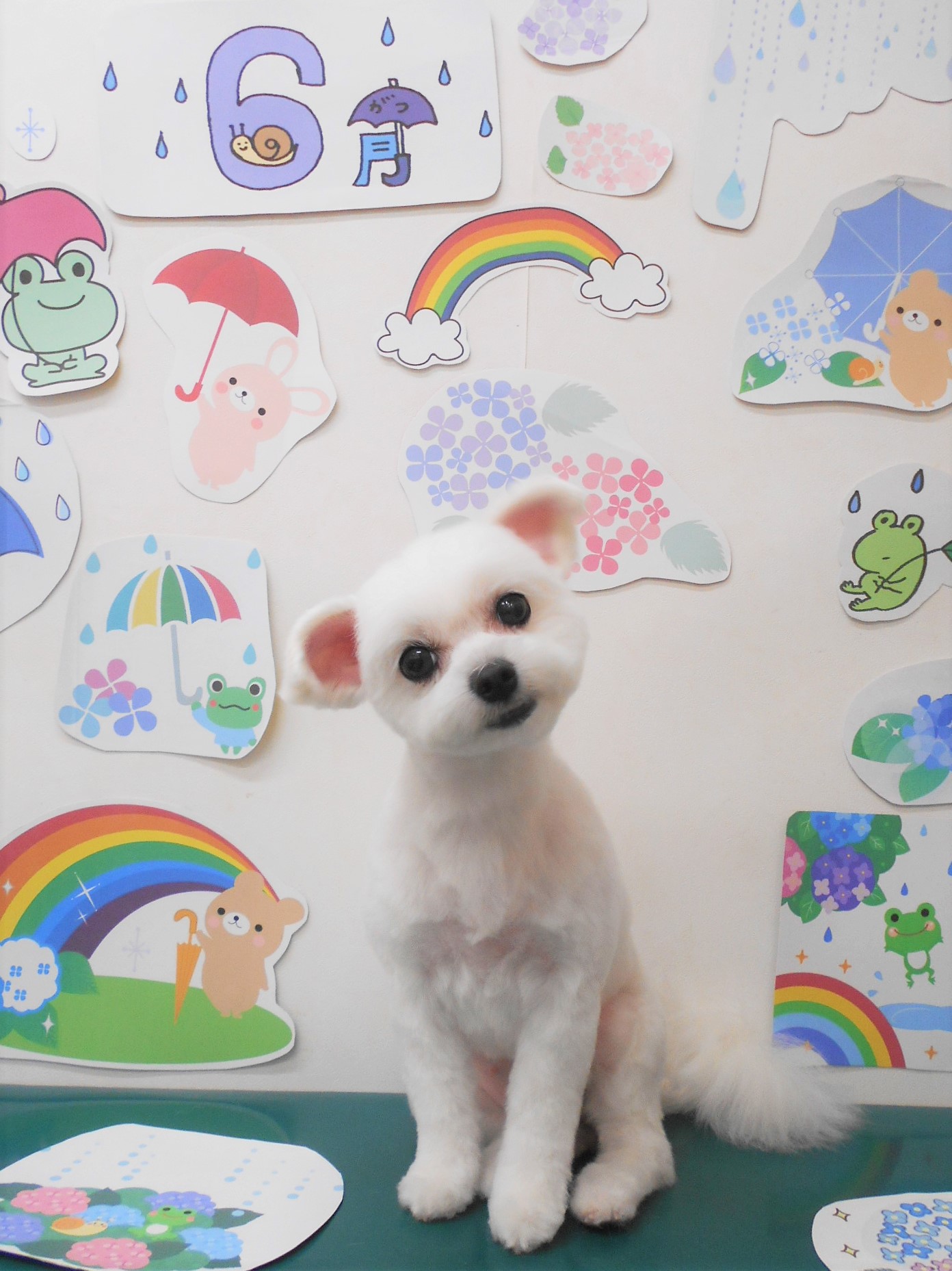 ミックス犬(その他)のトリミングカット シュシュどうぶつ病院の1枚目