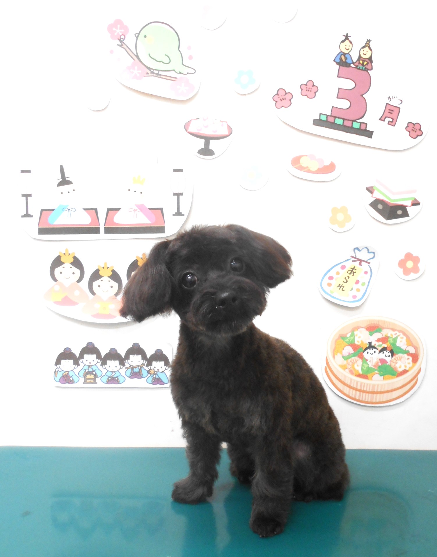 ミックス犬(その他)のトリミングカット シュシュどうぶつ病院の1枚目