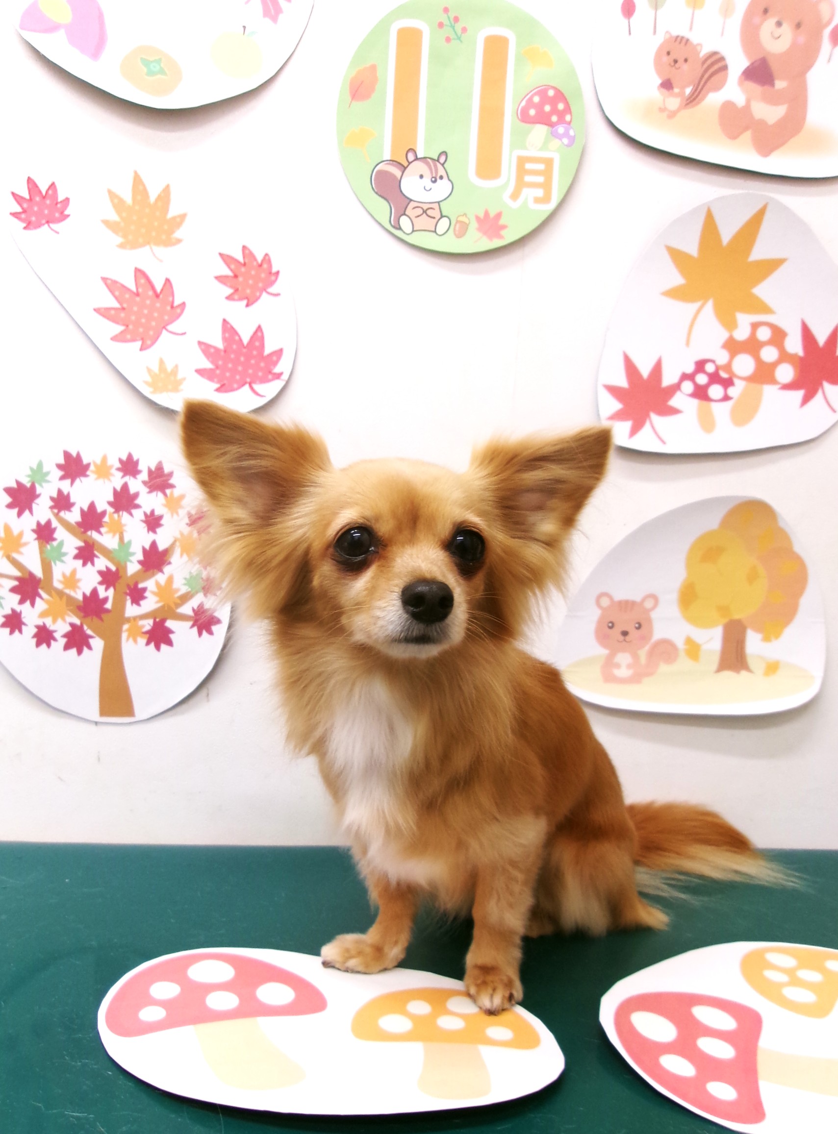 トリミングサロン シュシュどうぶつ病院のトリミングカット-10568の1枚目