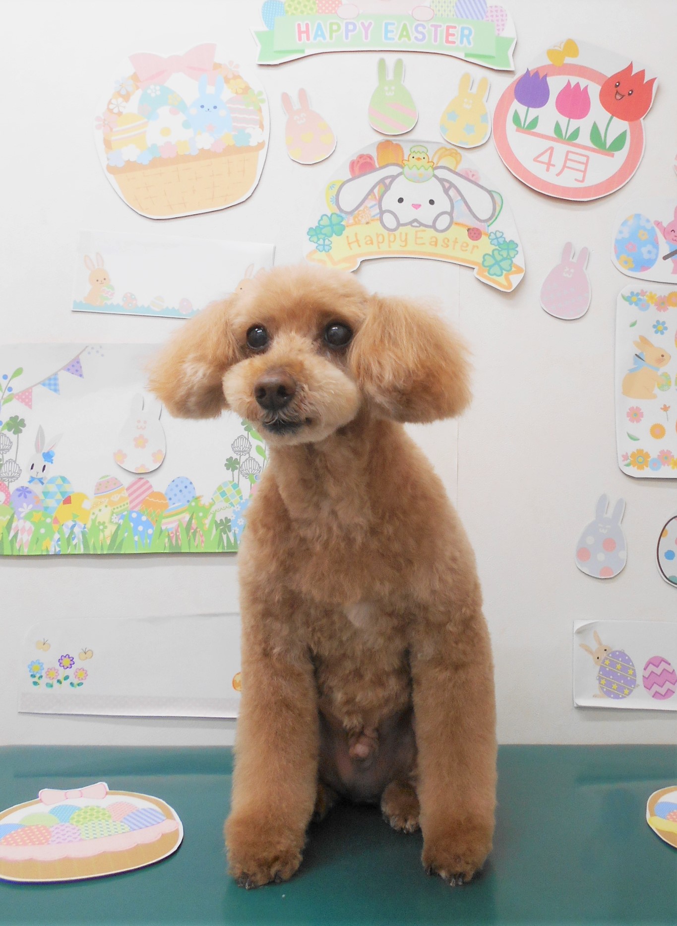 トイプードルのトリミングカット シュシュどうぶつ病院の1枚目