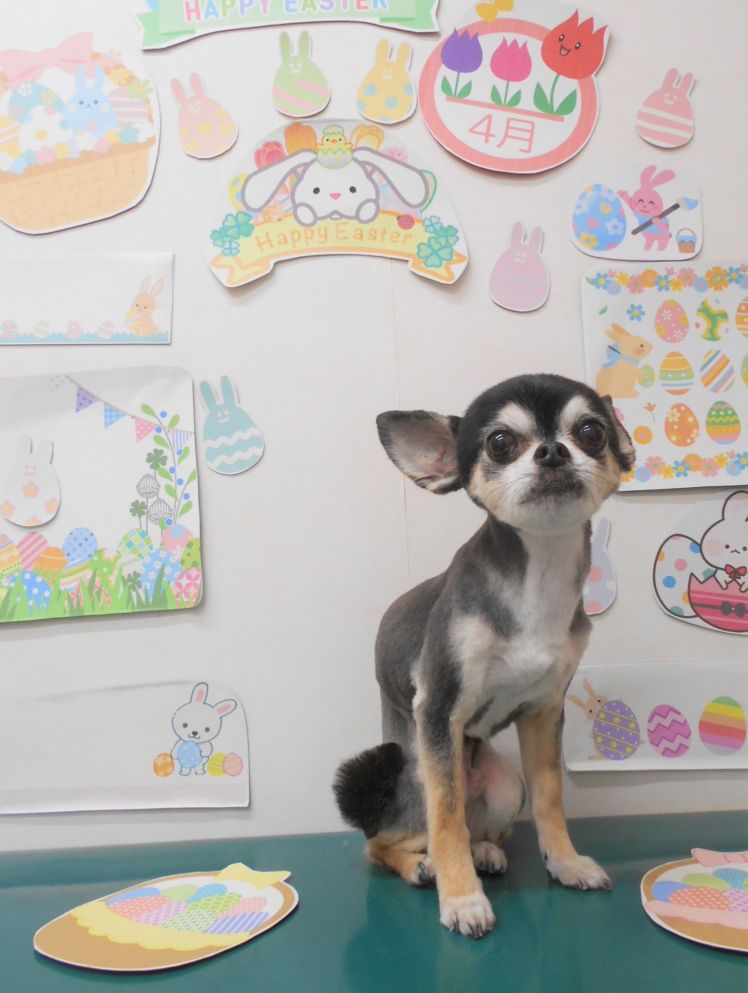 チワワのトリミングカット シュシュどうぶつ病院の1枚目