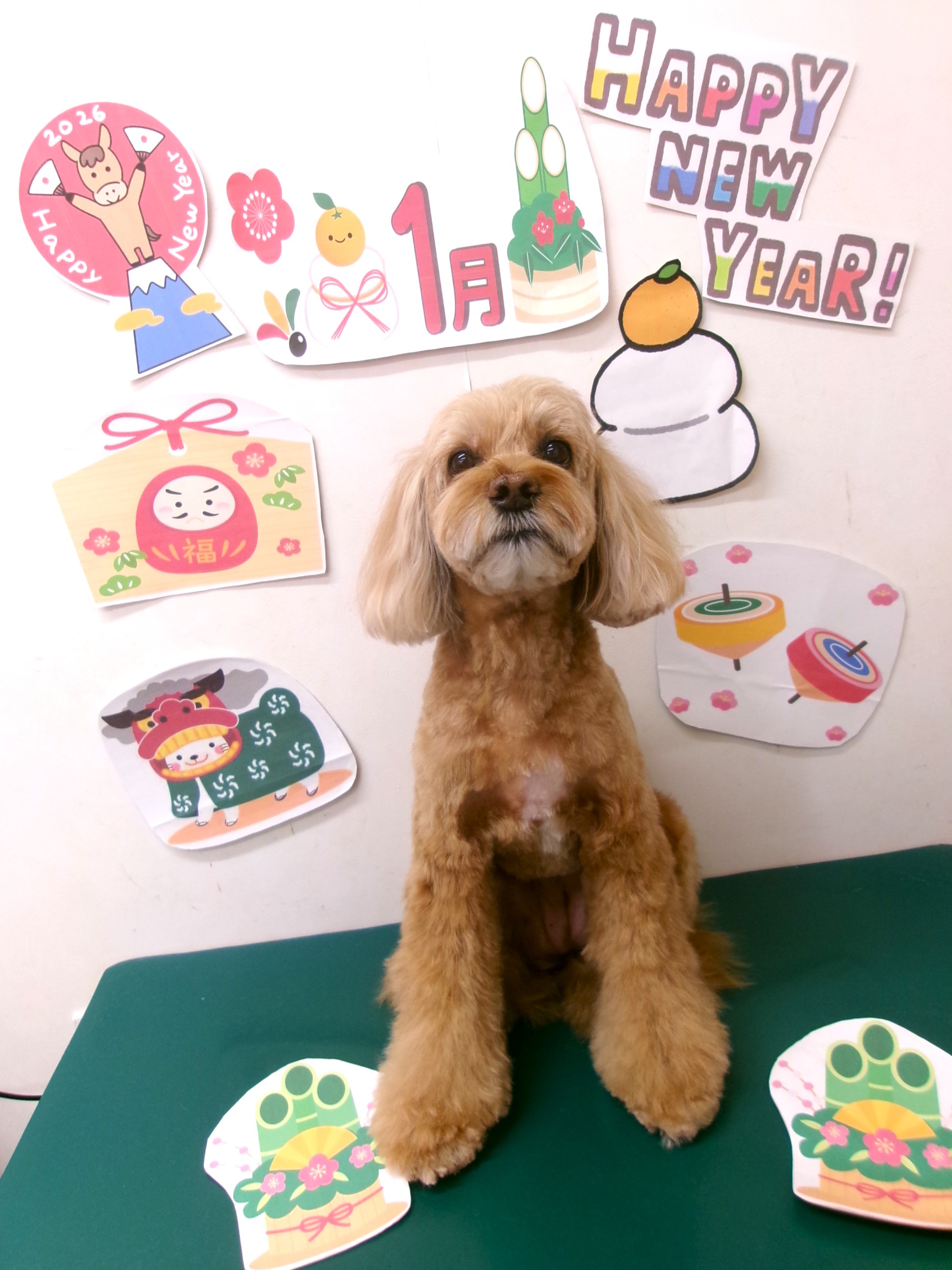 コッカプー (アメリカンコッカースパニエル×トイプードル)のトリミングカット シュシュどうぶつ病院の1枚目